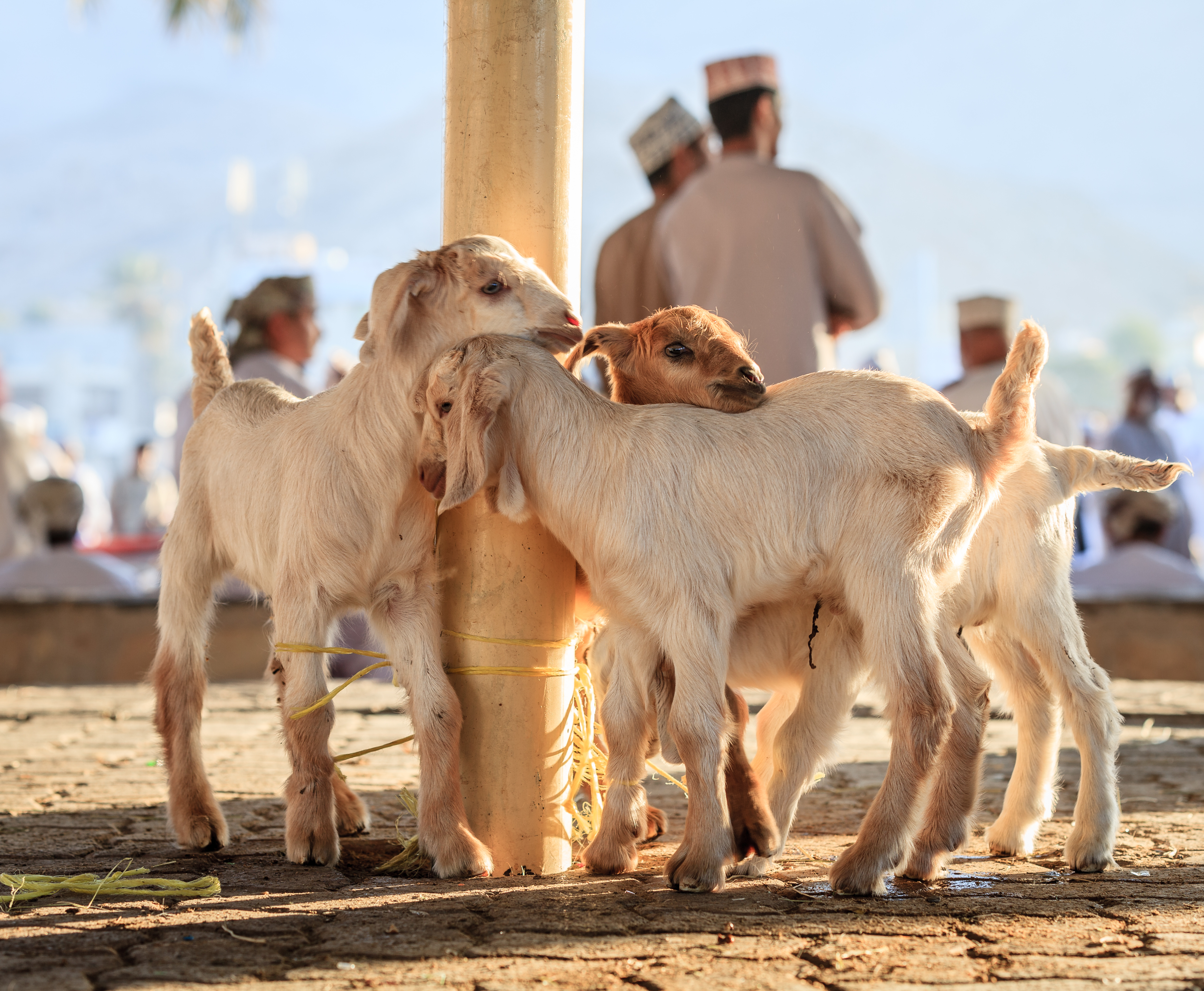 Unge geder udstillet til salg på det farverige og livlige gedemarked i Nizwa, en unik kulturoplevelse i Oman