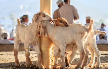 Unge geder udstillet til salg på det farverige og livlige gedemarked i Nizwa, en unik kulturoplevelse i Oman