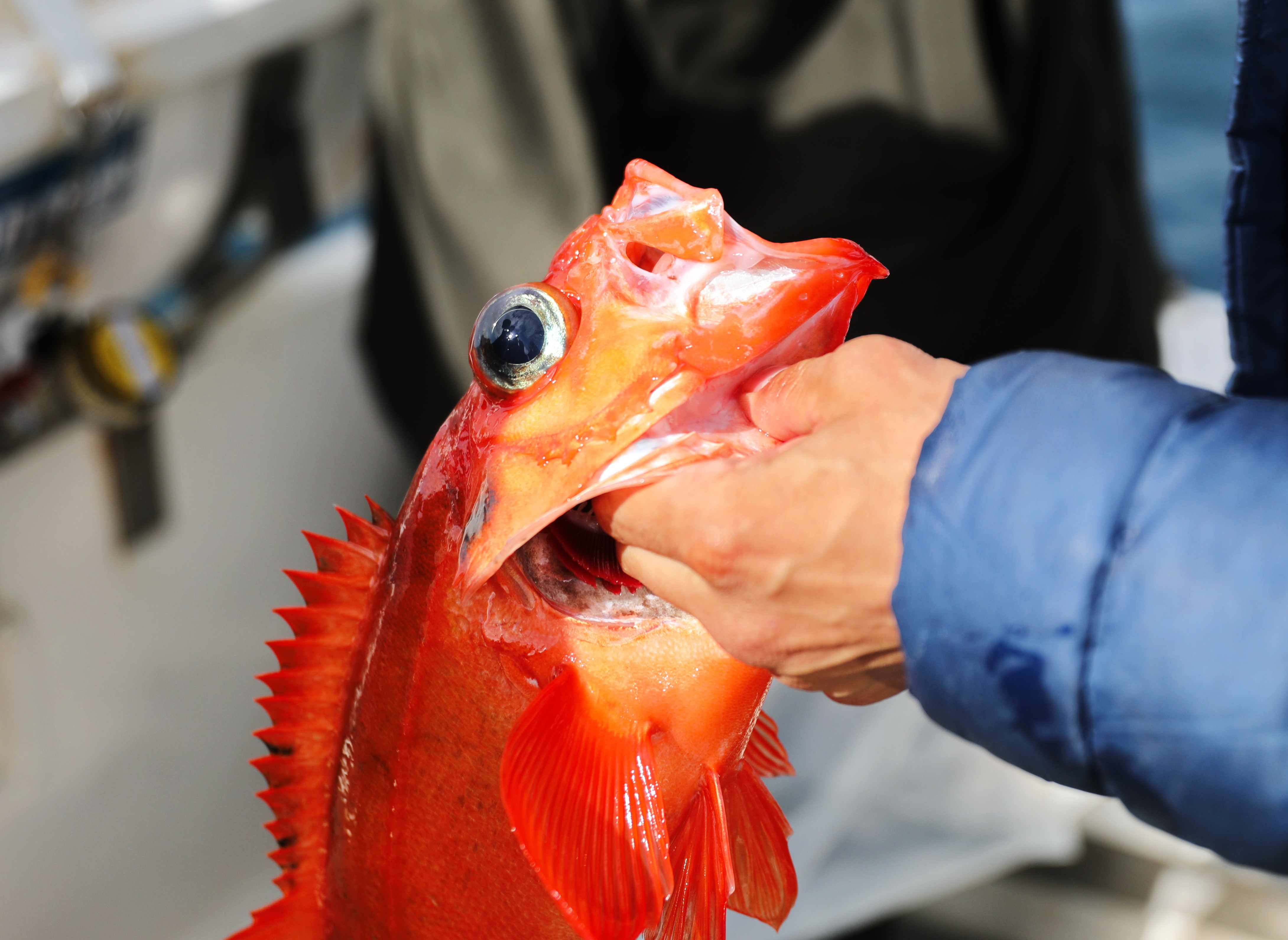 Nordatlantisk fisk fra grønlandsk fiskeri holdes af fisker