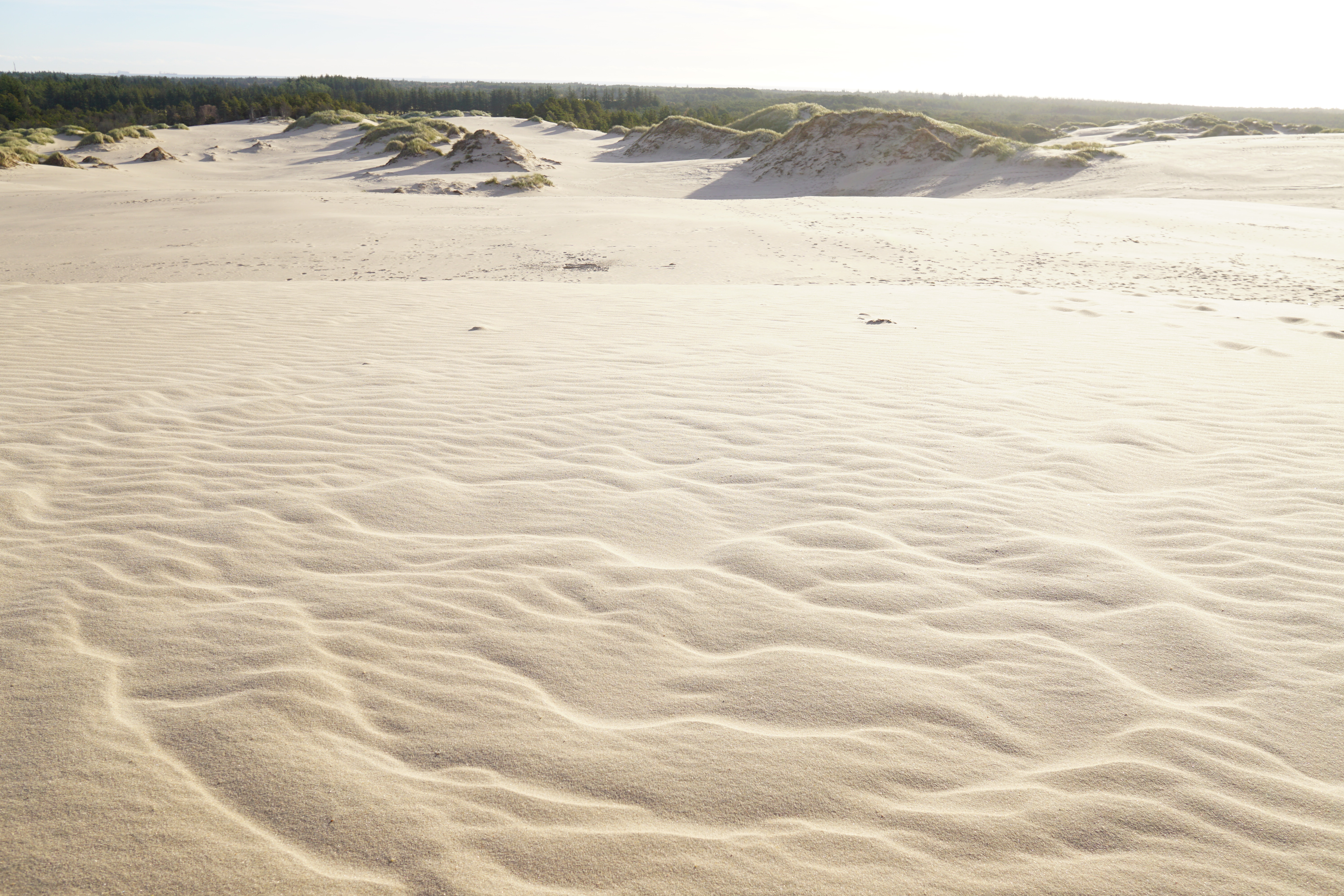 Spektakulære sandklitter i Nordjyllands vilde klitlandskab ved Råbjerg Mile