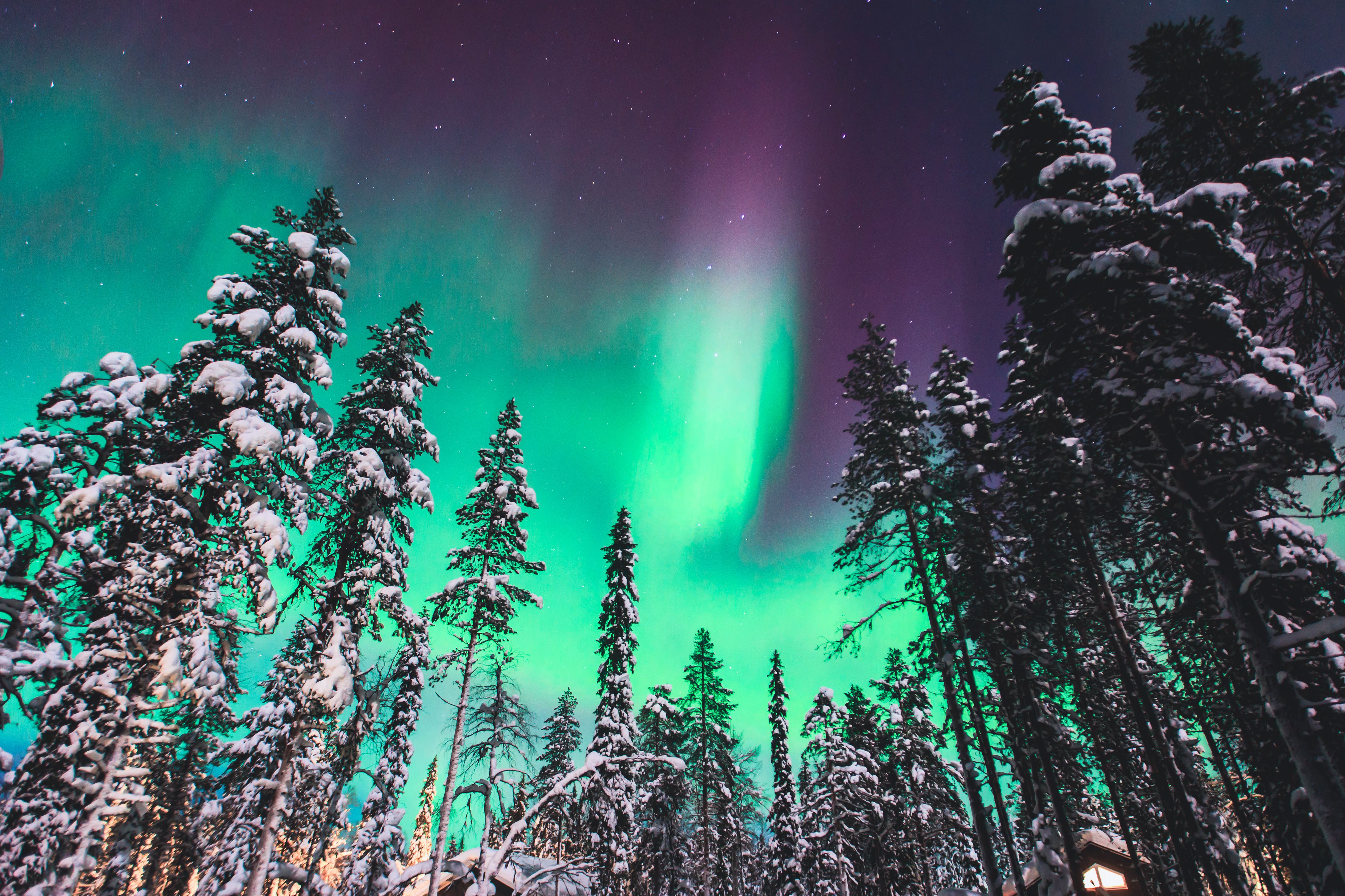 Spektakulært nordlys med intense grønne og lilla nuancer over snedækket nåleskov i norsk Lapland - oplev naturens eget lysshow på en vinterrejse med Nille Rejser