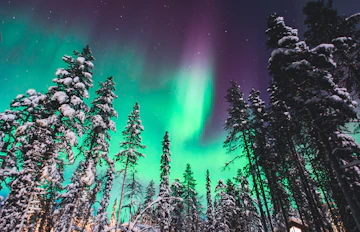 Spektakulært nordlys med intense grønne og lilla nuancer over snedækket nåleskov i norsk Lapland - oplev naturens eget lysshow på en vinterrejse med Nille Rejser