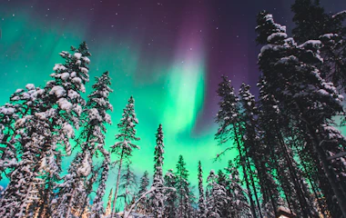 Spektakulært nordlys med intense grønne og lilla nuancer over snedækket nåleskov i norsk Lapland - oplev naturens eget lysshow på en vinterrejse med Nille Rejser