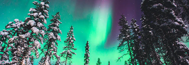 Spektakulært nordlys med intense grønne og lilla nuancer over snedækket nåleskov i norsk Lapland - oplev naturens eget lysshow på en vinterrejse med Nille Rejser
