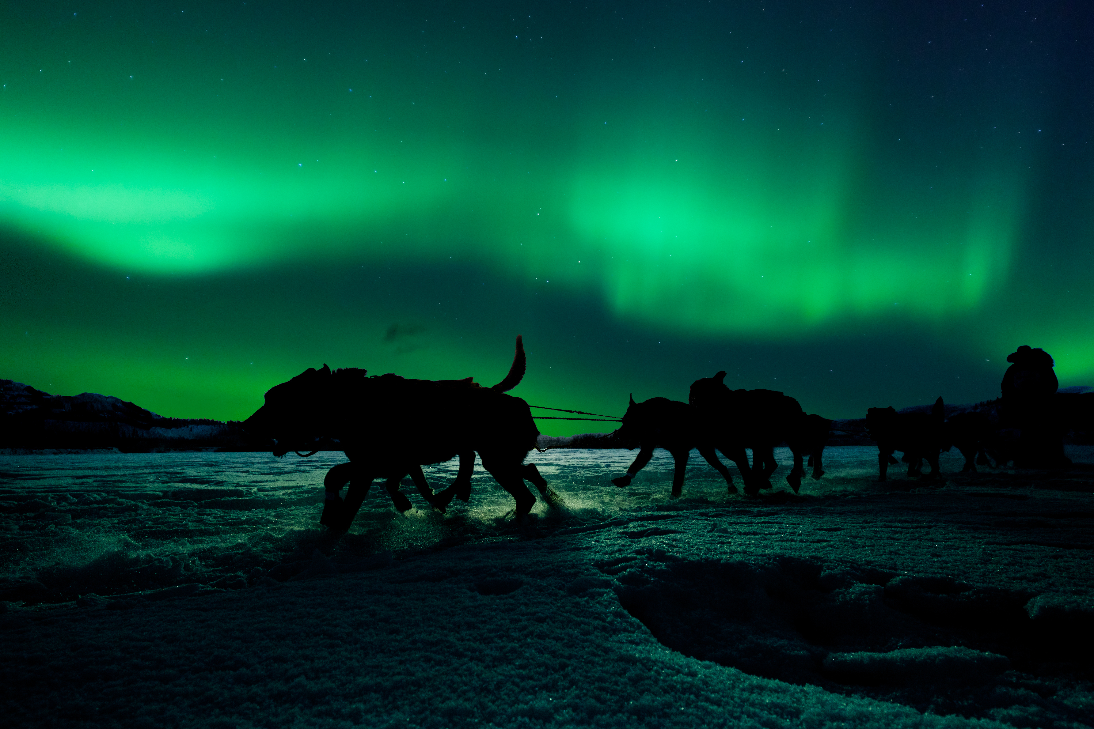 Oplevelsen af slædehunde under nordlyset i Canadas arktiske vildmark med grøn aurora borealis på nattehimlen