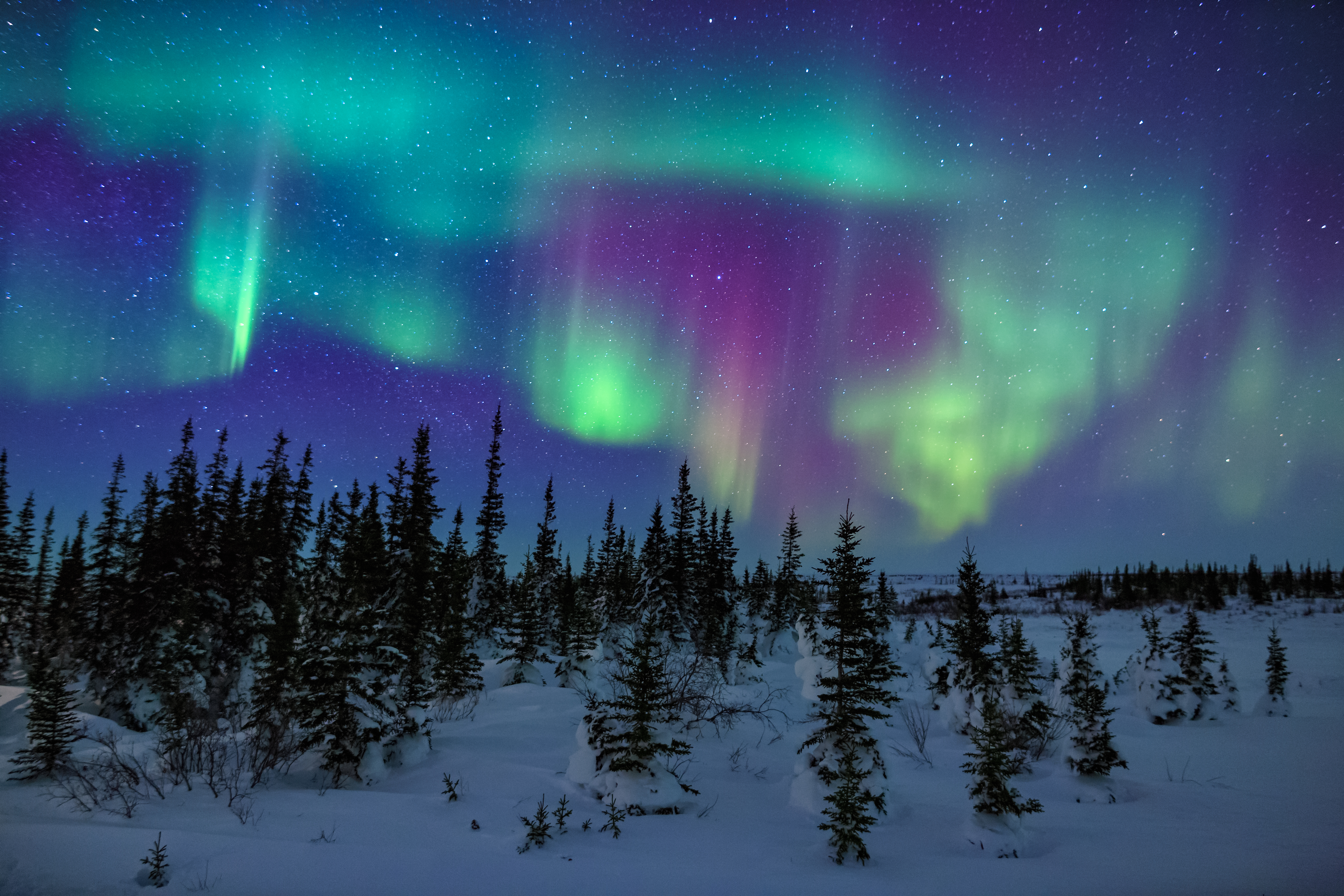 Fantastiske nordlys over snedækket skov i det nordlige Norge eller Finland om vinteren