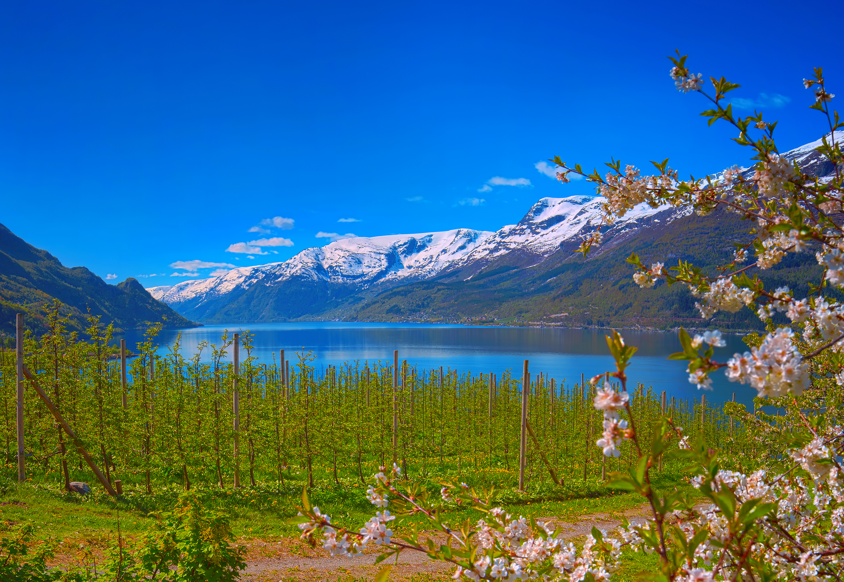 Spektakulær udsigt over norsk fjord under blomstring med snedækkede bjerge