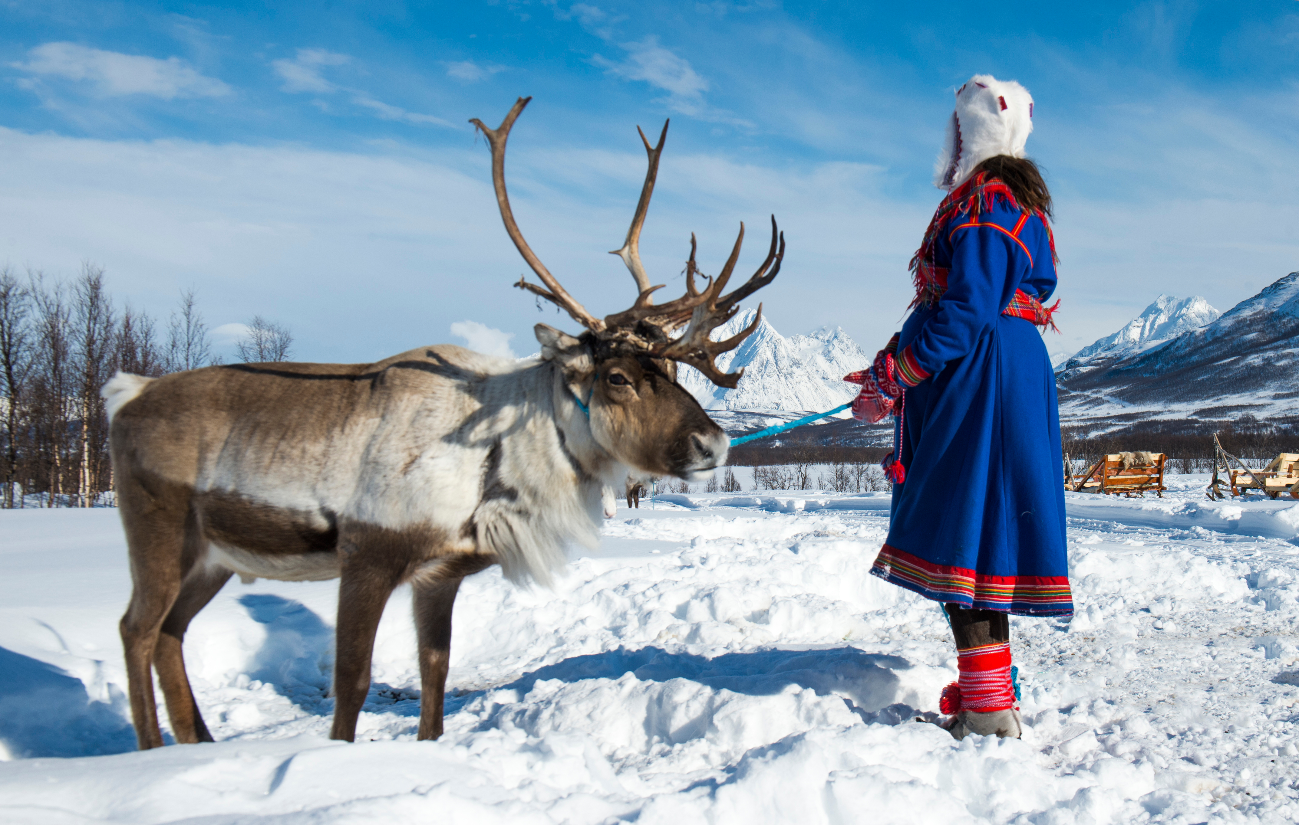Traditionel samisk kvinde i farverig dragt med rensdyr i norsk Lapland