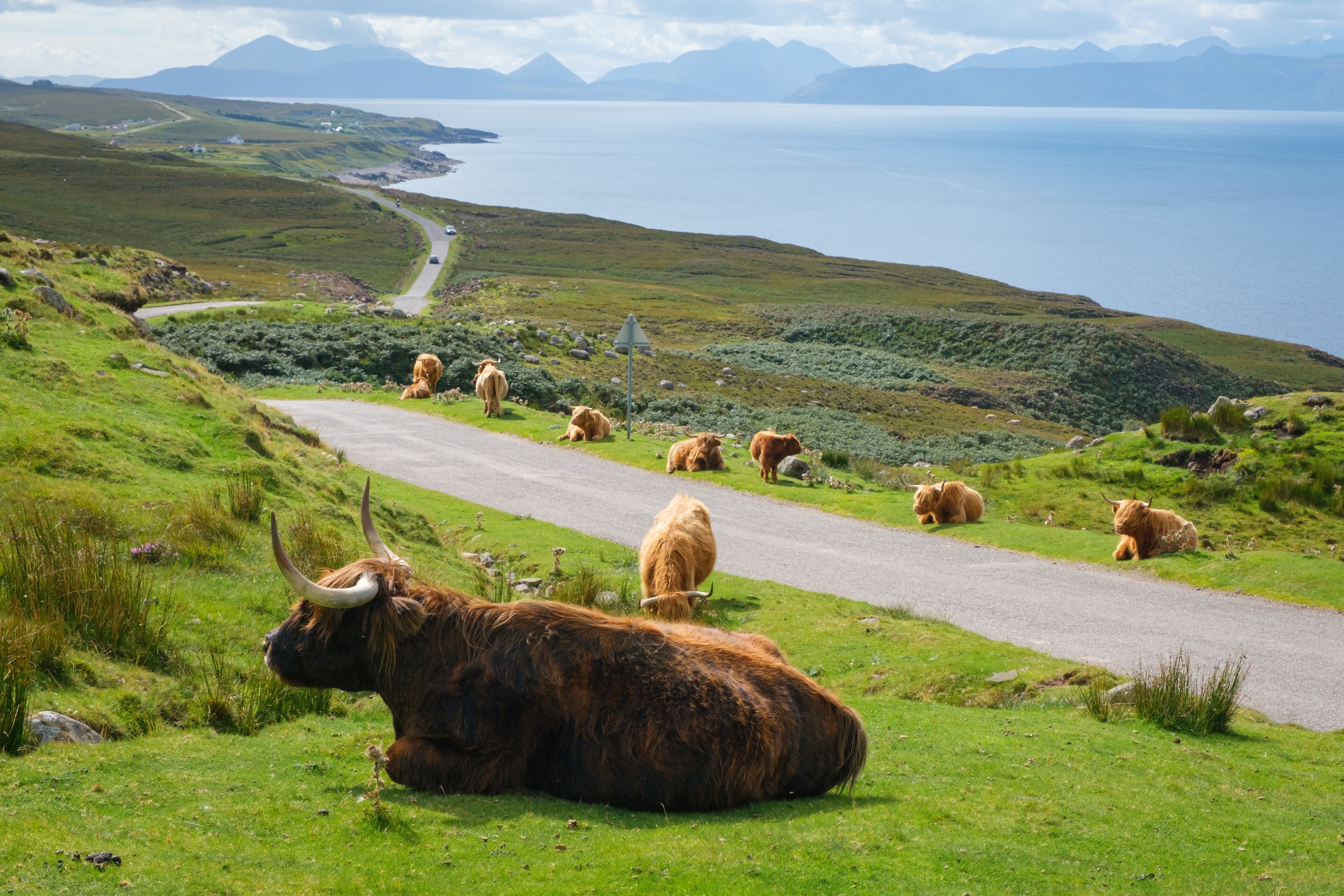 Highland-køer græsser fredeligt langs North Coast 500-ruten i Skotlands Højland