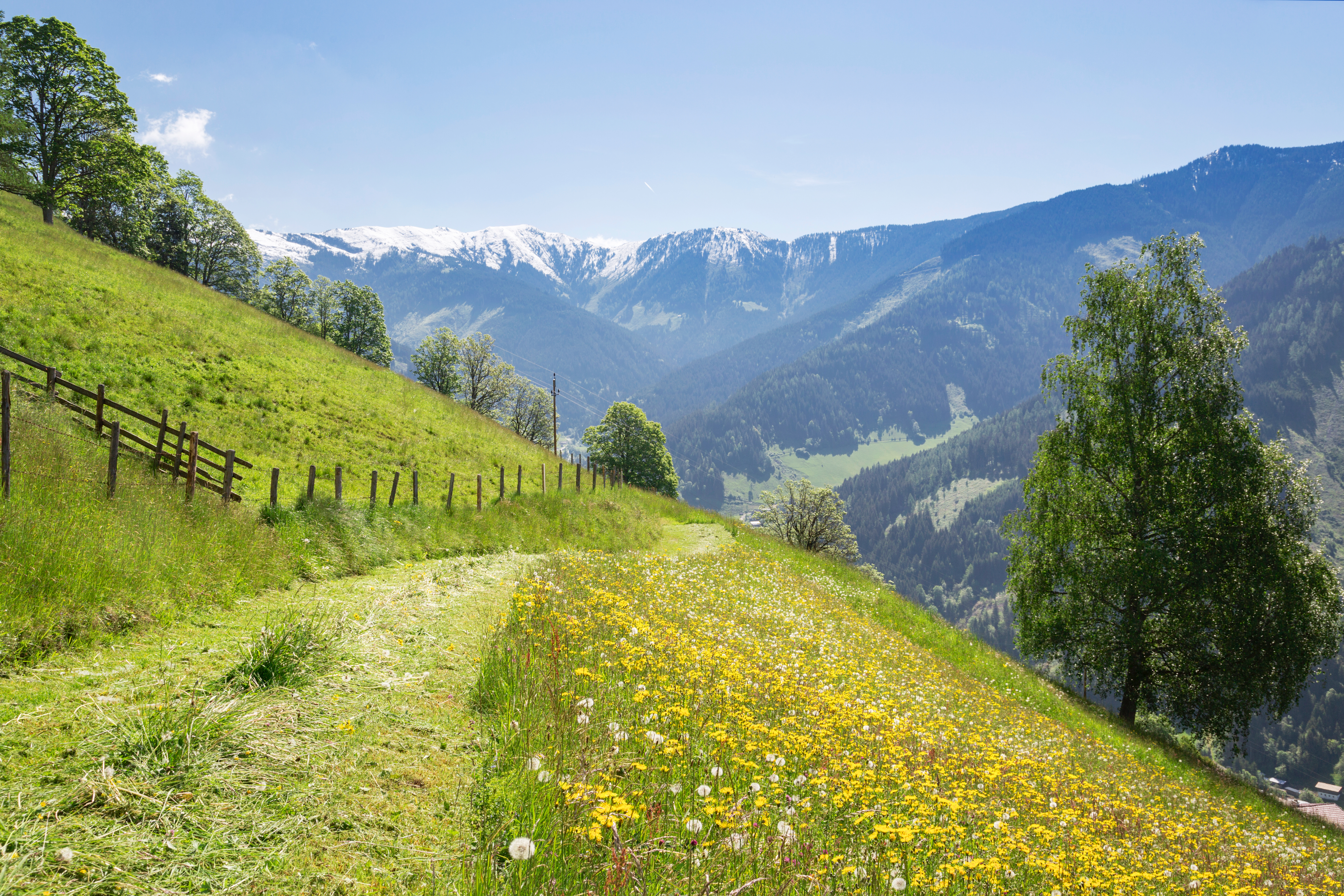 Østrigsk alpelandskab med grønne enge, blomster og bjergpanorama