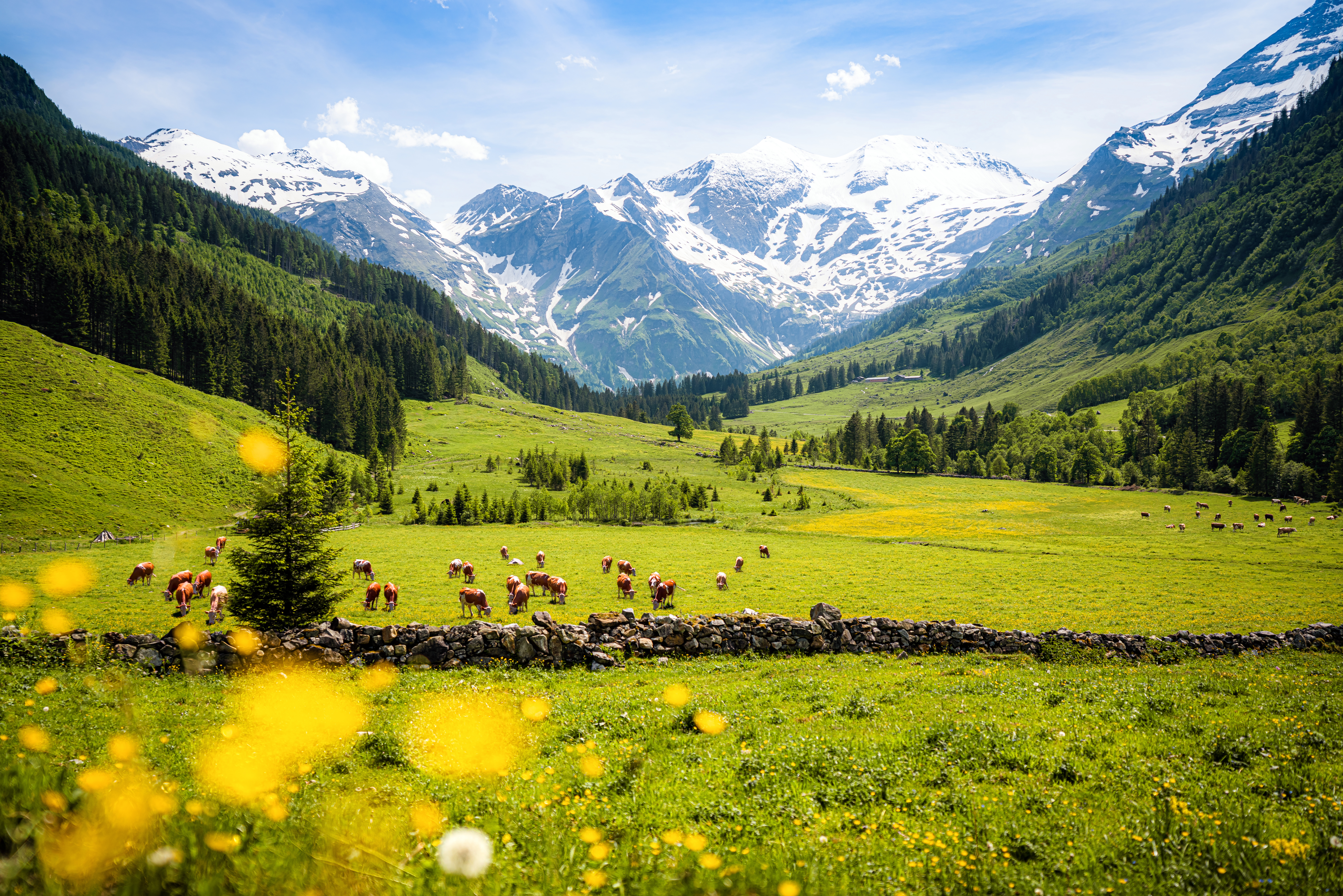 Malerisk udsigt over de grønne alpine enge i Hohe Tauern Nationalpark i Østrig, hvor køer græsser fredeligt under de dramatiske snedækkede bjergtinder på en solrig forårsdag