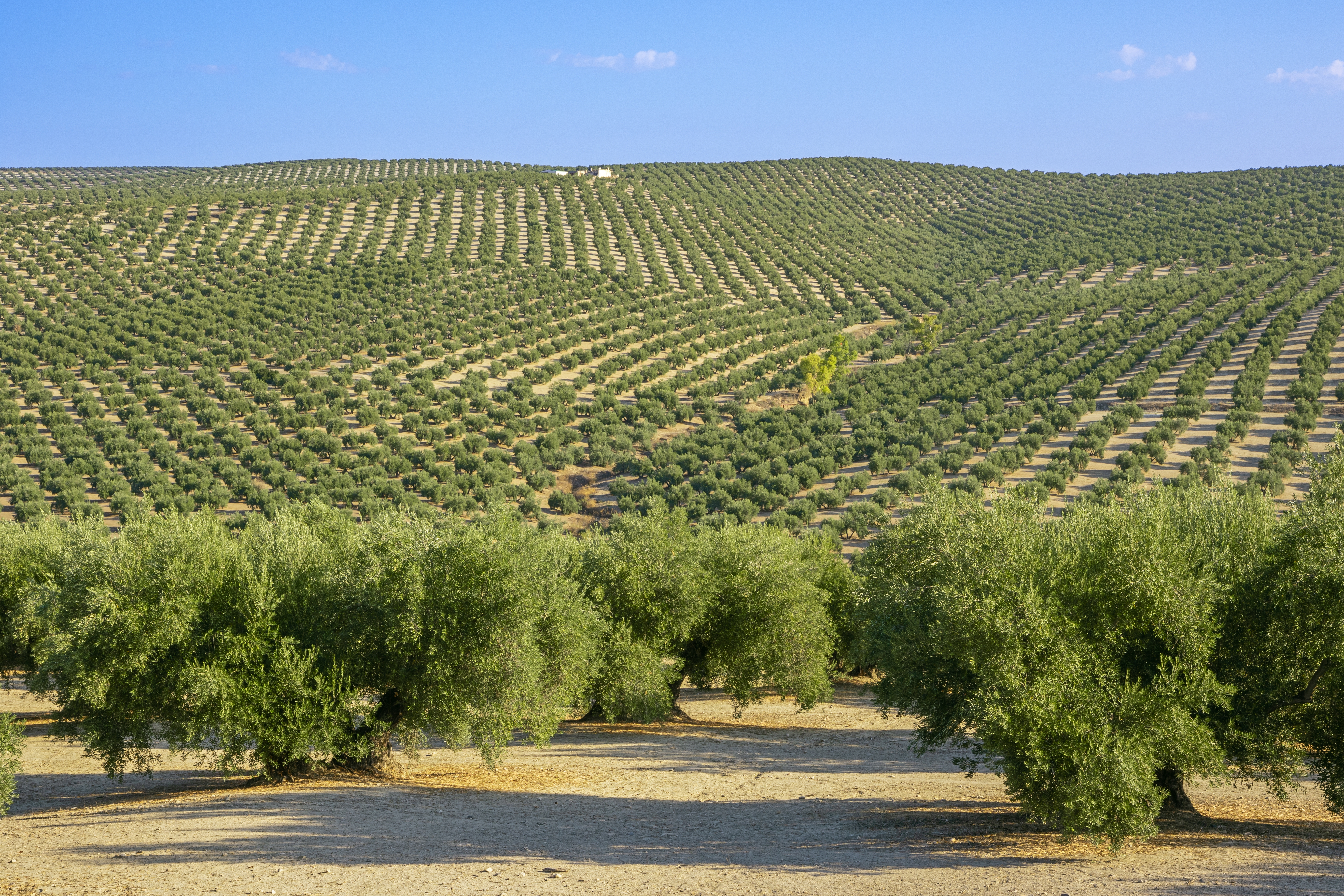 Olivendyrkning i bakket landskab i det sydlige Spanien