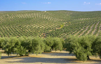 Olivendyrkning i bakket landskab i det sydlige Spanien