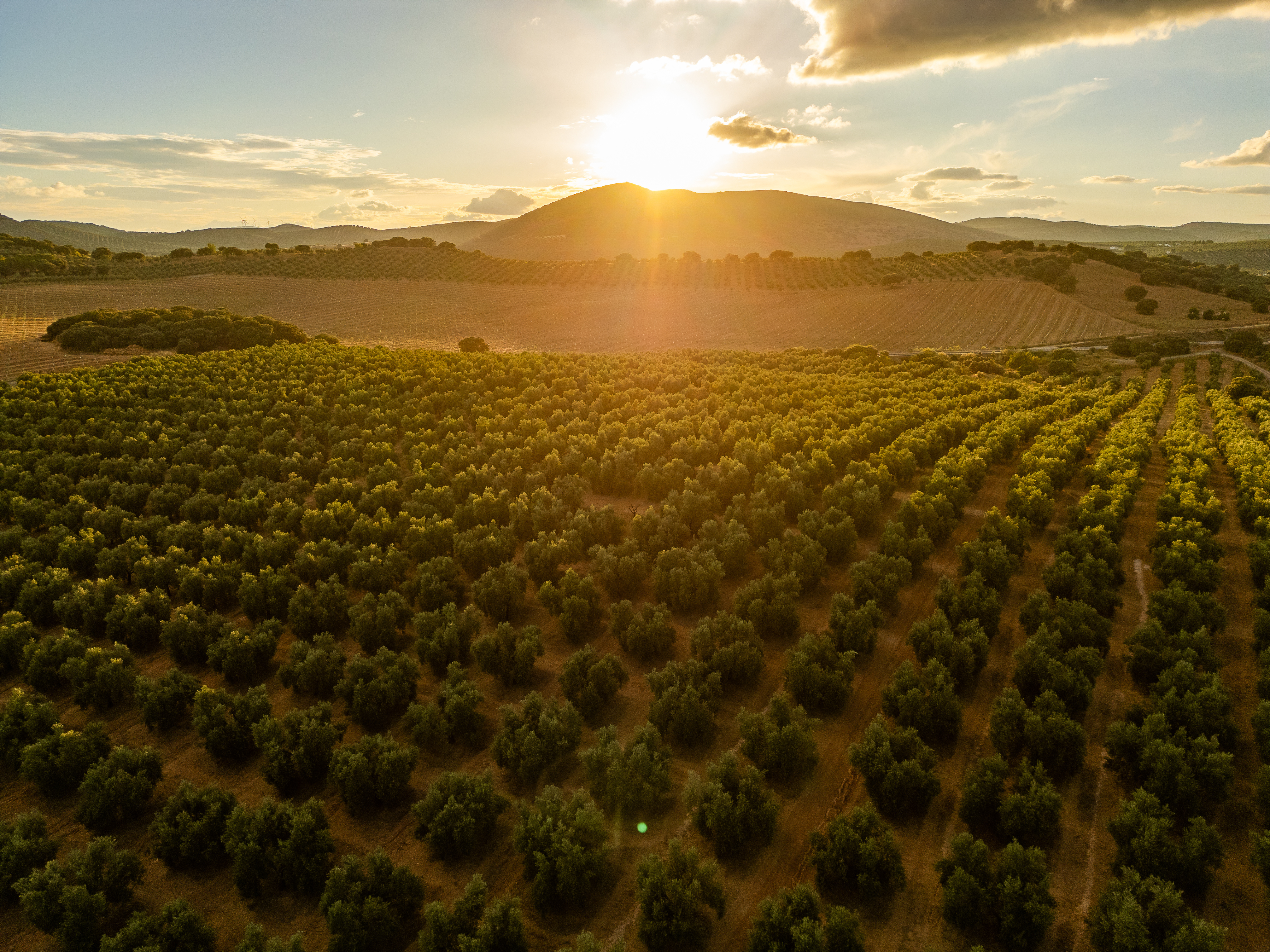 Gyldent solnedgangslys over olivenplantage nær Granada i det smukke Andalusien