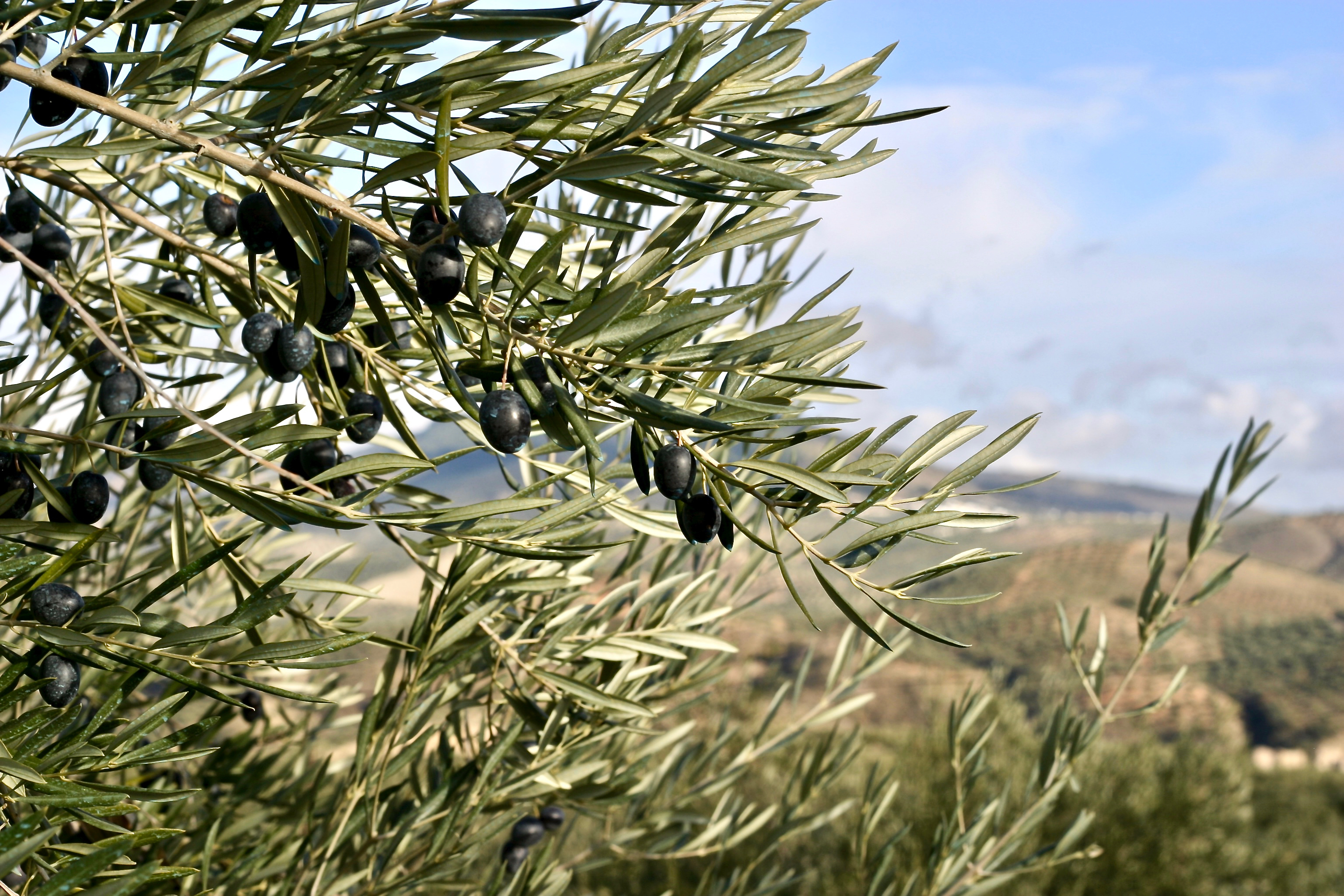 Olivenplantage med sorte oliven under solskin i det andalusiske landskab, Spanien