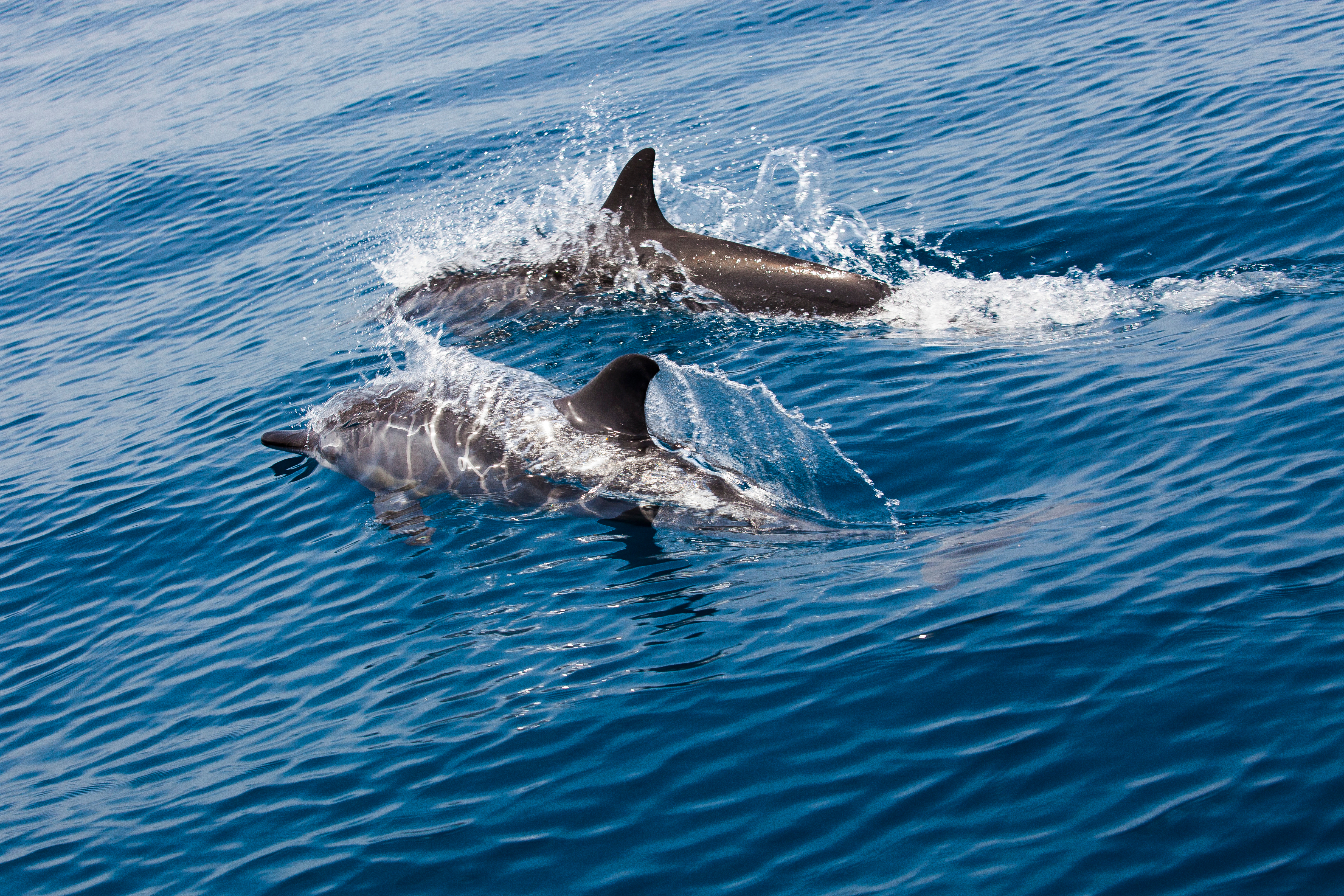 Smukke delfiner i det klare blå vand under en spændende delfin-safari ud for Muscats kyst, en af Omans mest populære naturoplevelser