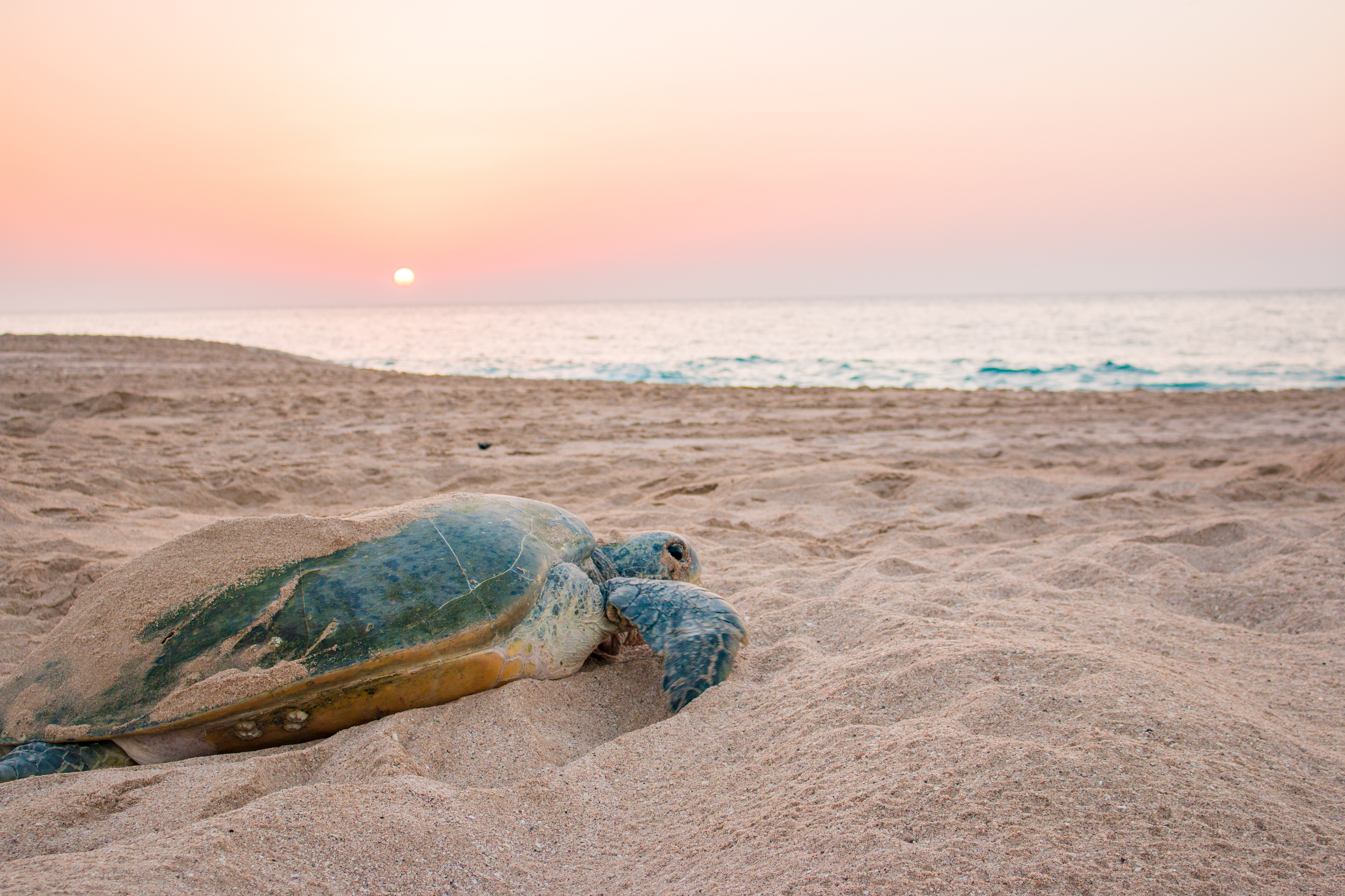 Unik naturoplevelse ved solopgang i Sur, Oman, hvor en grøn havskildpadde hviler på stranden i Raz al Jinz naturreservatet