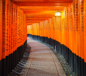 Endeløs række af orange torii-porte ved Fushimi Inari-helligdommen, Kyotos mest besøgte tempel