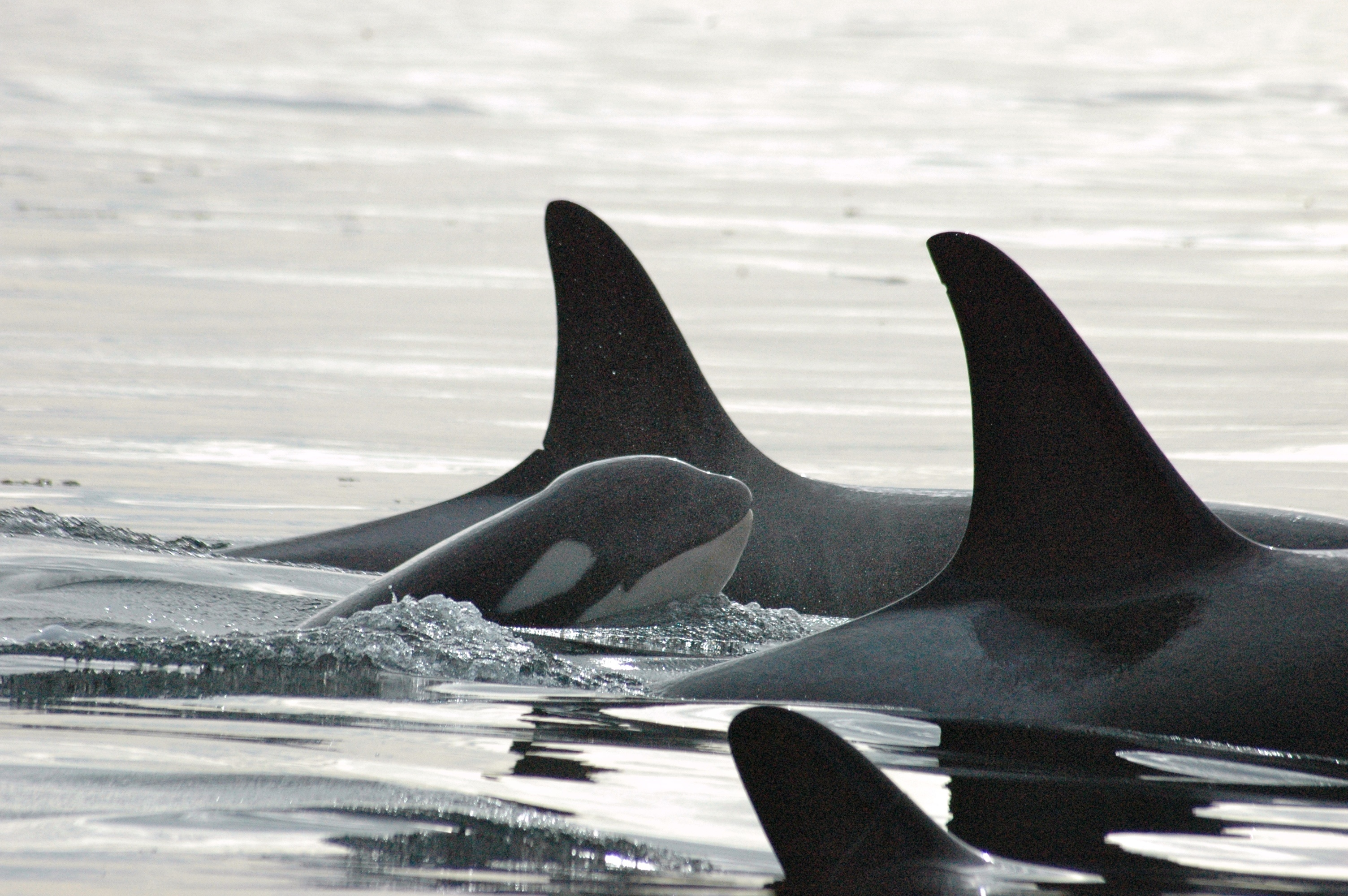 Orca hvaler i deres naturlige miljø ved San Juan Islands og Washington
