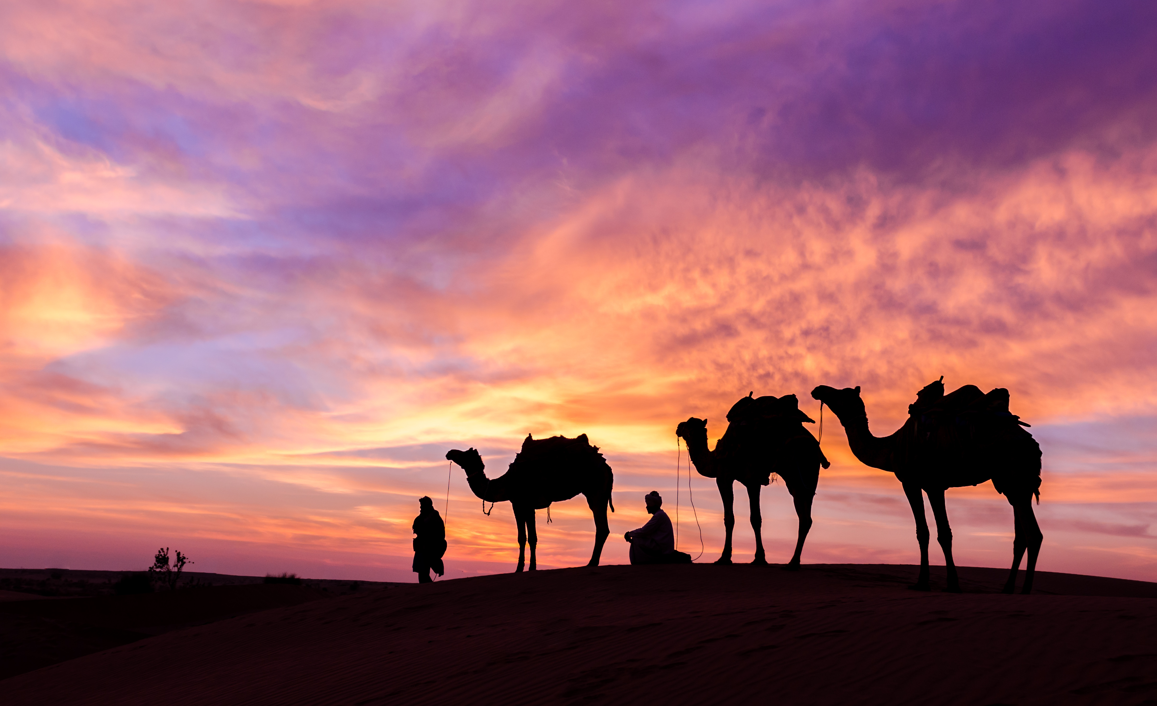 Traditionel ørkenguide med kamel på ekspedition gennem de gyldne sandklitter i Rajasthan under en farverig aftenhimmel