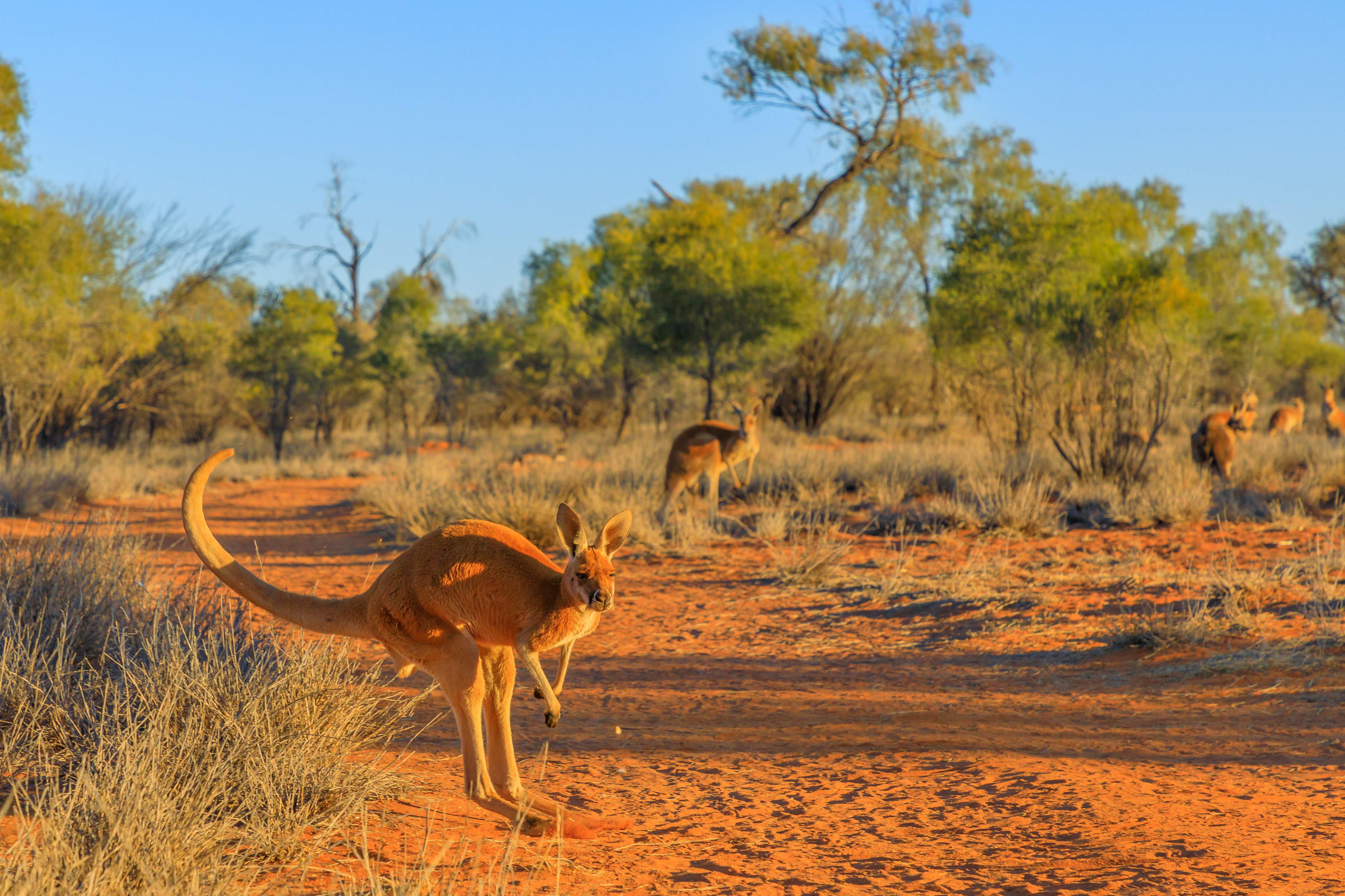Outback Australien - røde kænguruer i deres naturlige habitat