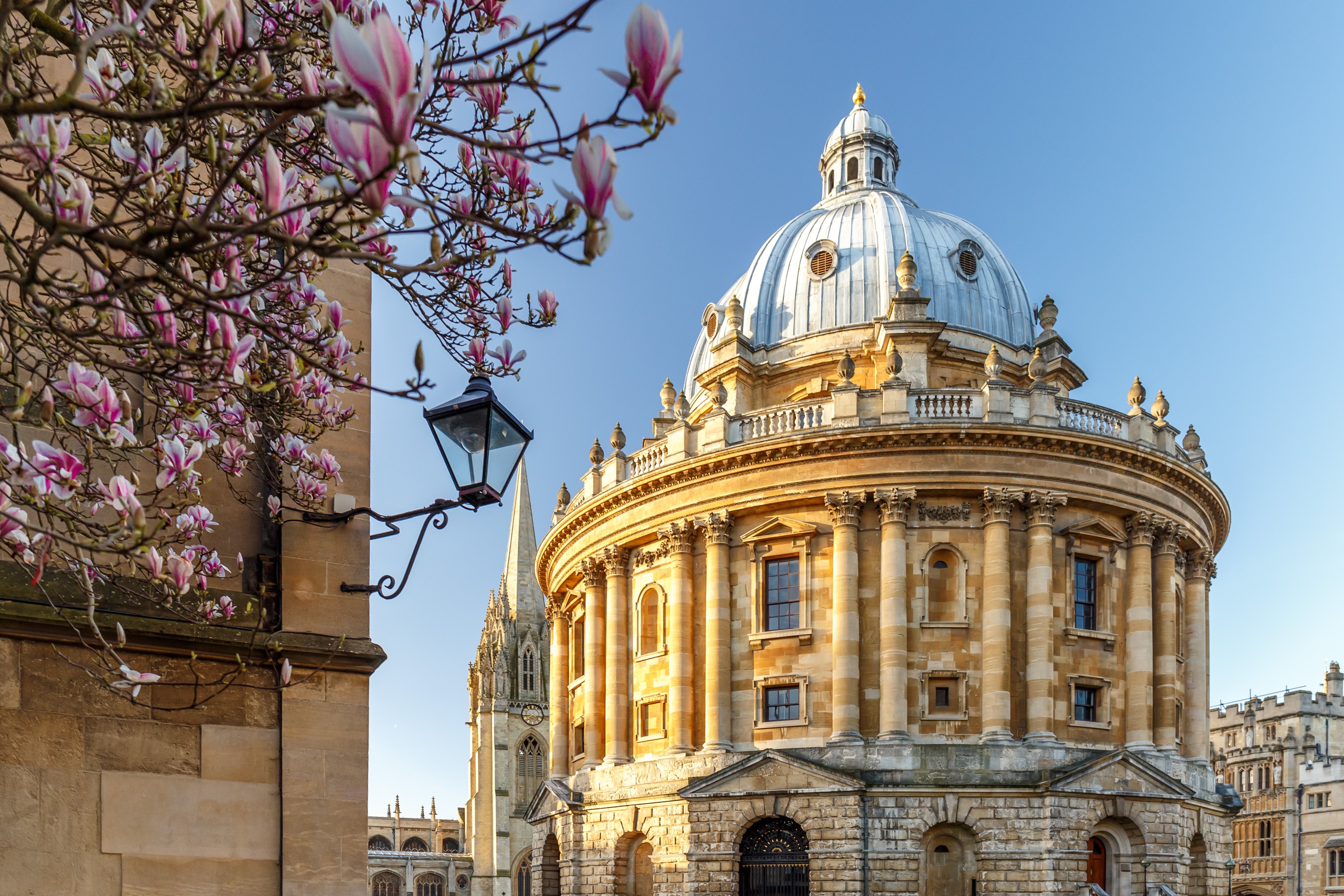 Radcliffe Camera biblioteket i Oxford omgivet af blomstrende magnolia træer om foråret