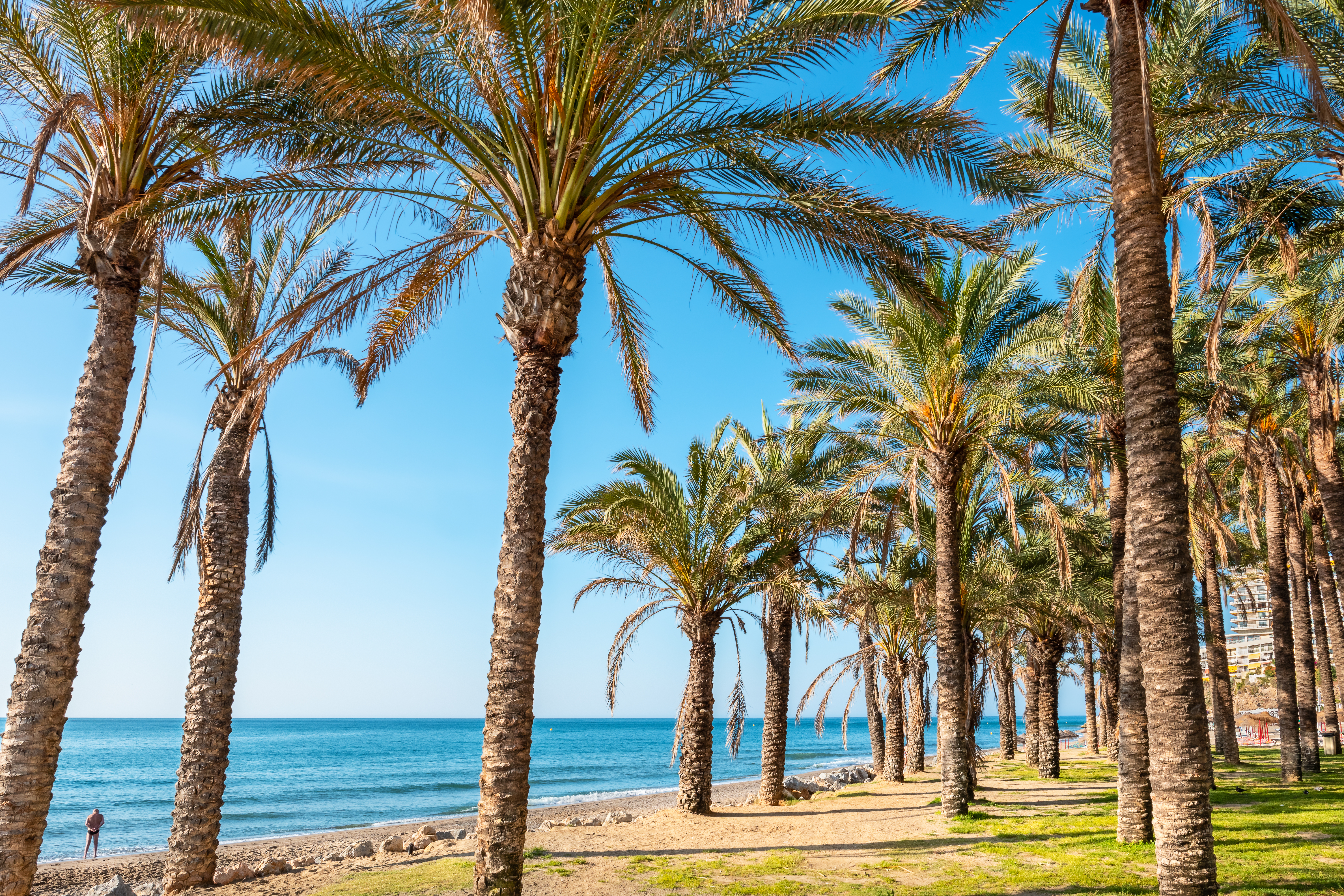 Mediterran palmestrand med elegant promenade og turkist hav