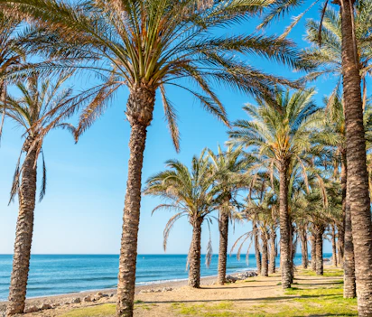 Mediterran palmestrand med elegant promenade og turkist hav