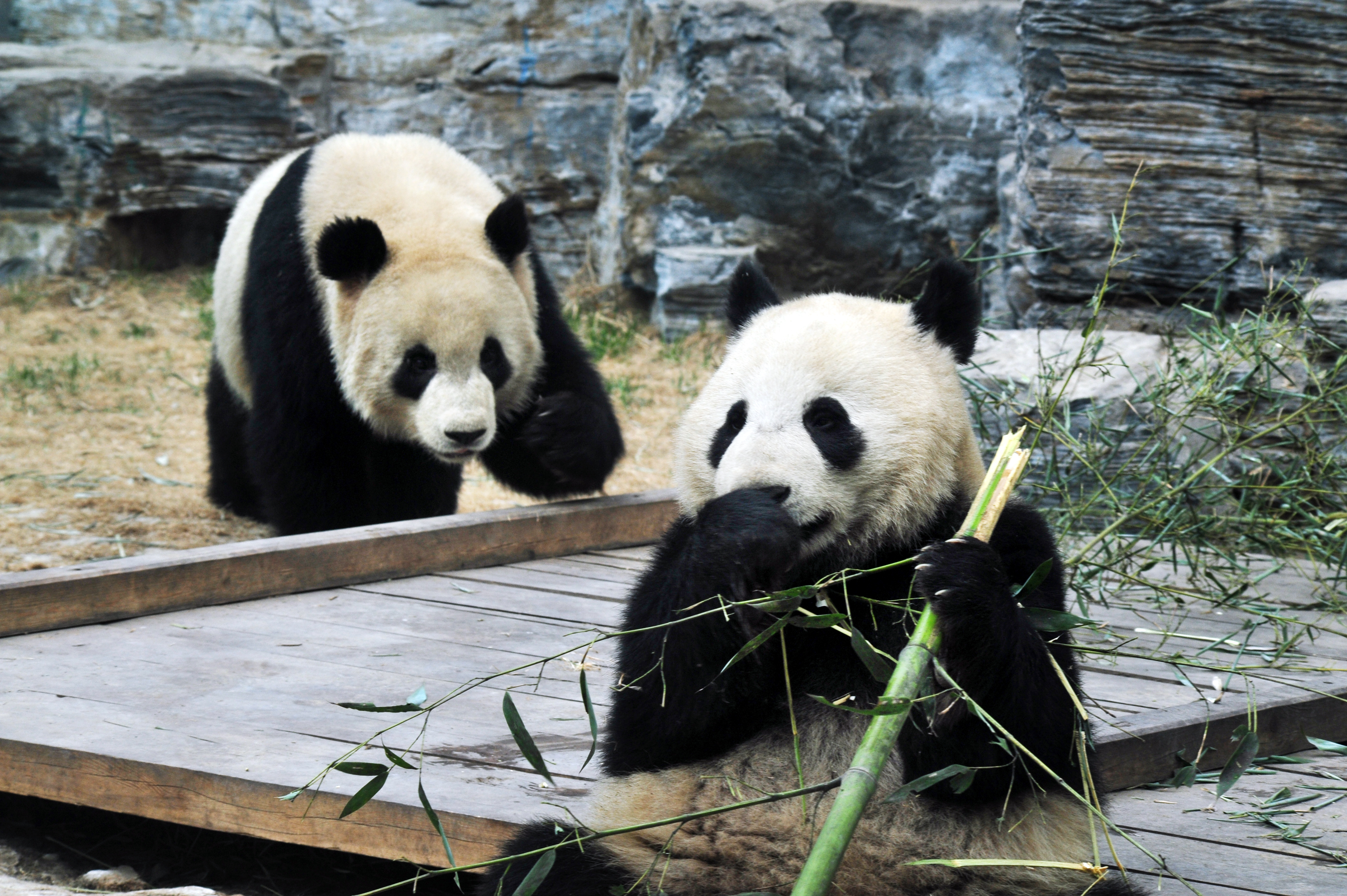 Pandapar spiser bambus under Kina rejse oplevelse