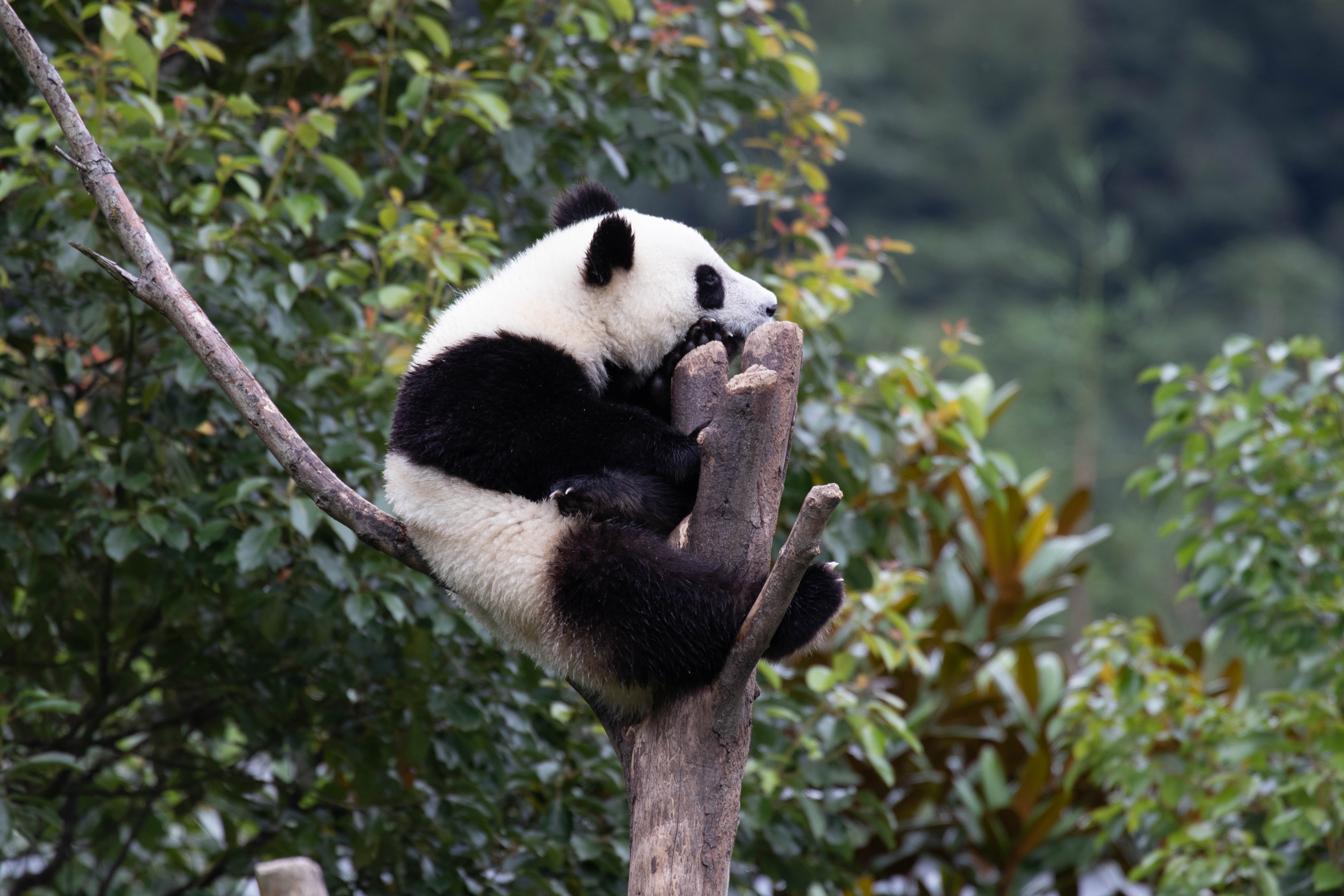 Lille pandaunge slapper af i kinesisk nationalpark under naturudflugt