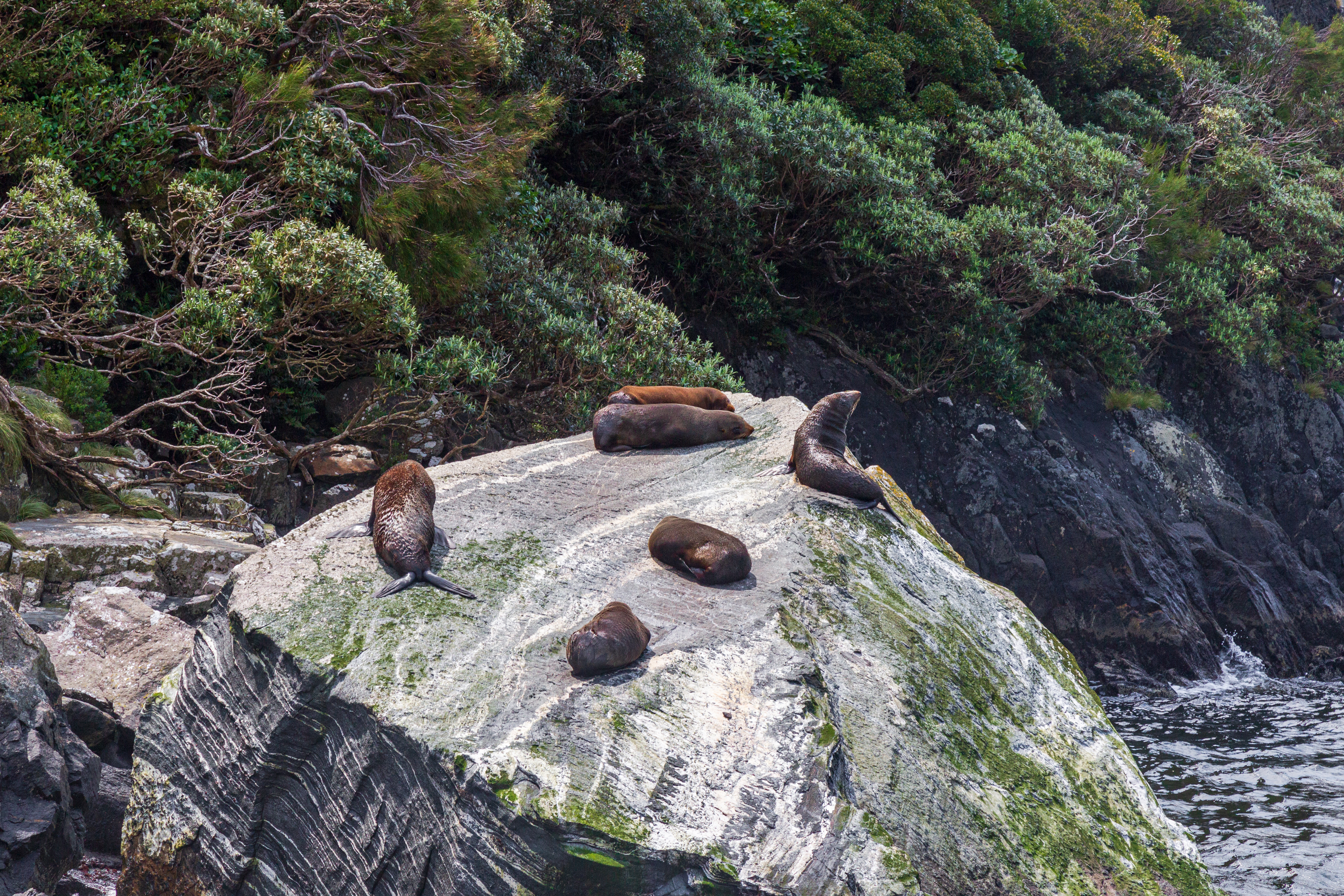 Gruppe af pelsæler slapper af på klipper ved fjordkysten i Fiordland Nationalpark på New Zealands Sydø omgivet af vild natur