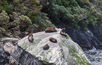 Gruppe af pelsæler slapper af på klipper ved fjordkysten i Fiordland Nationalpark på New Zealands Sydø omgivet af vild natur