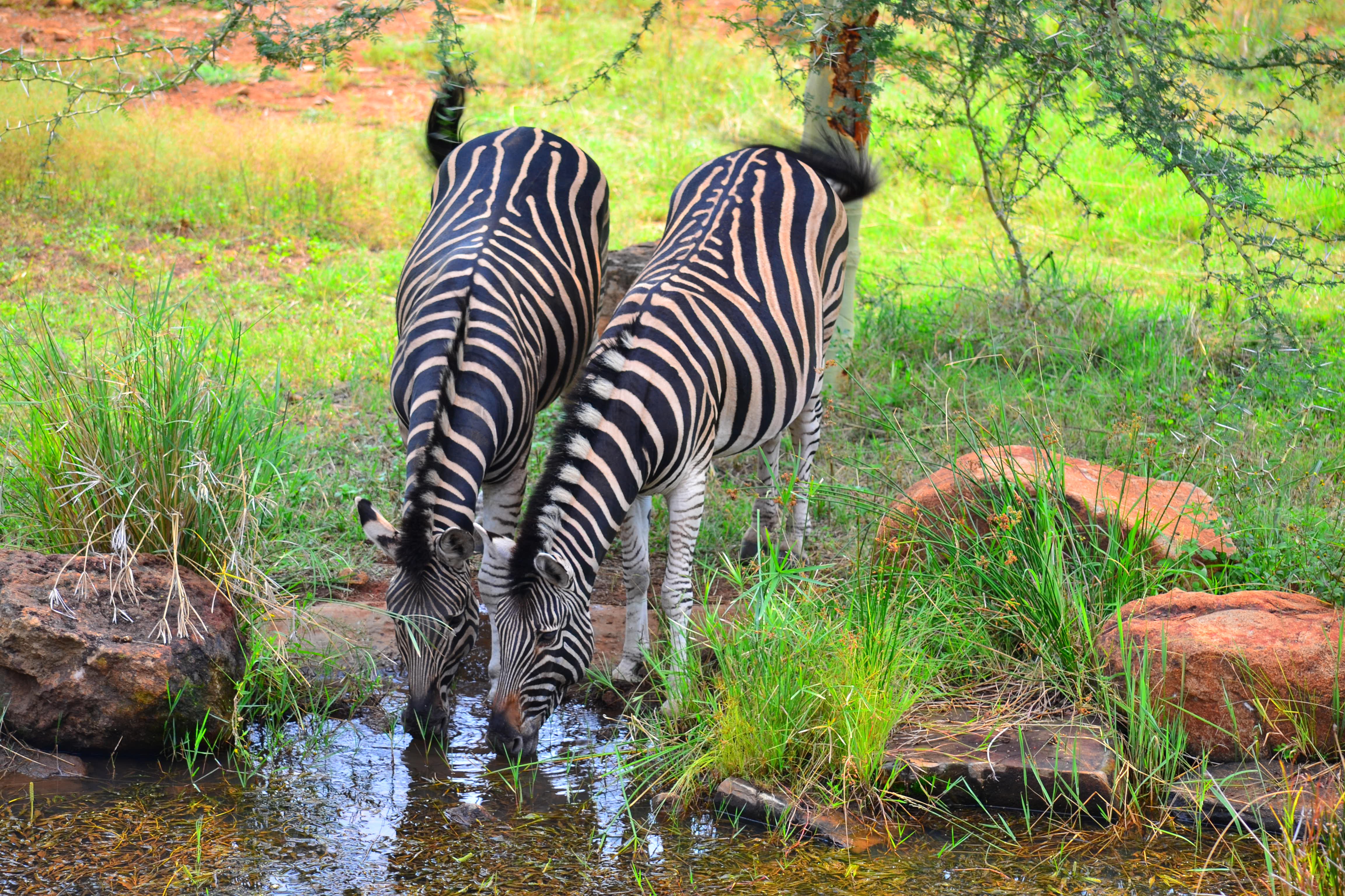 Zebraer i deres naturlige habitat ved vandhul i Sydafrika