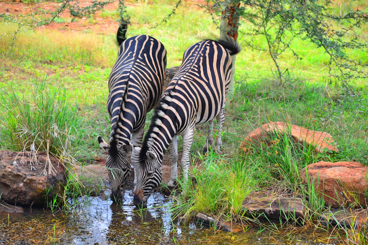 Zebraer i deres naturlige habitat ved vandhul i Sydafrika