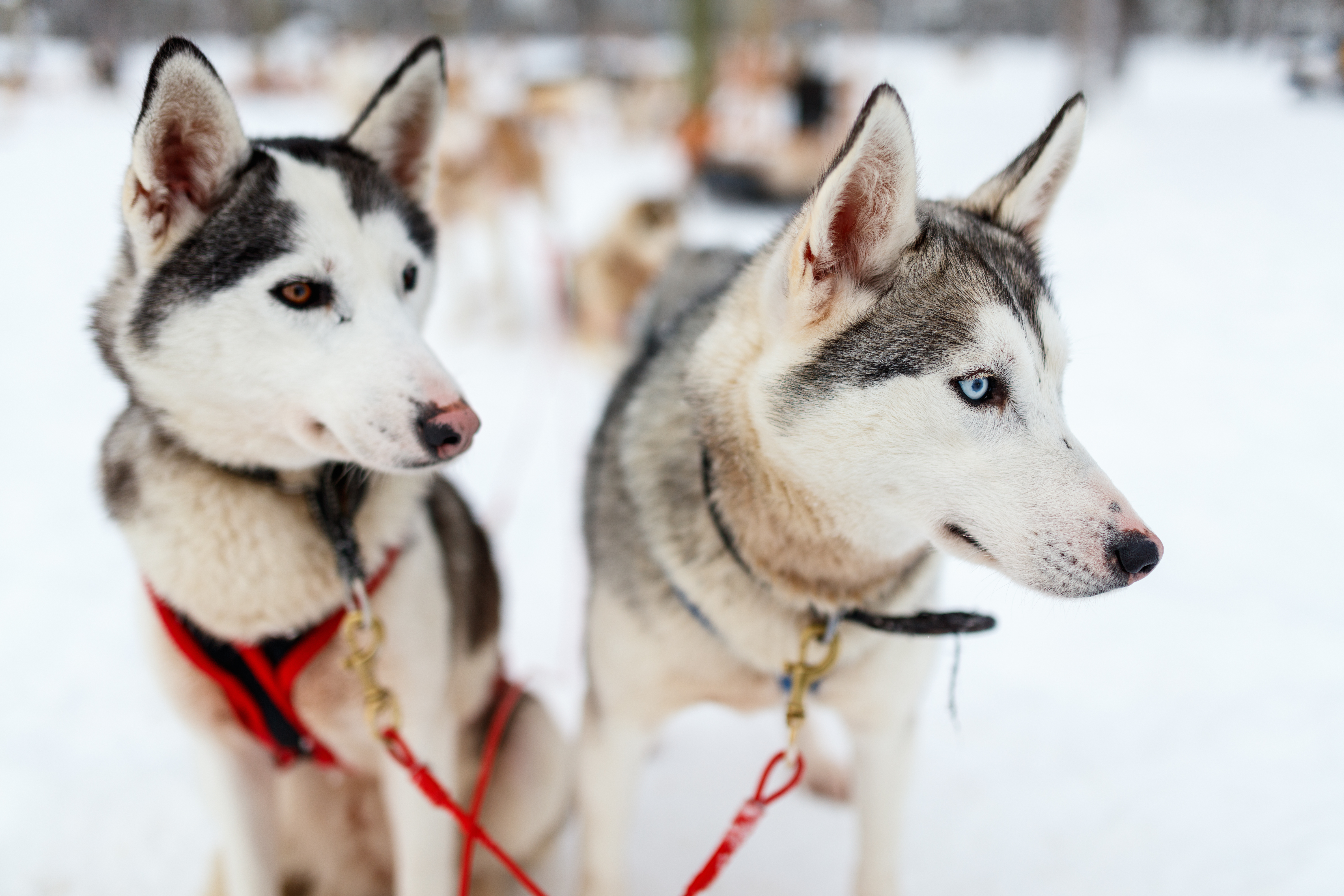 Polarhunde i rødt seletøj til vinteraktivitet i Norge