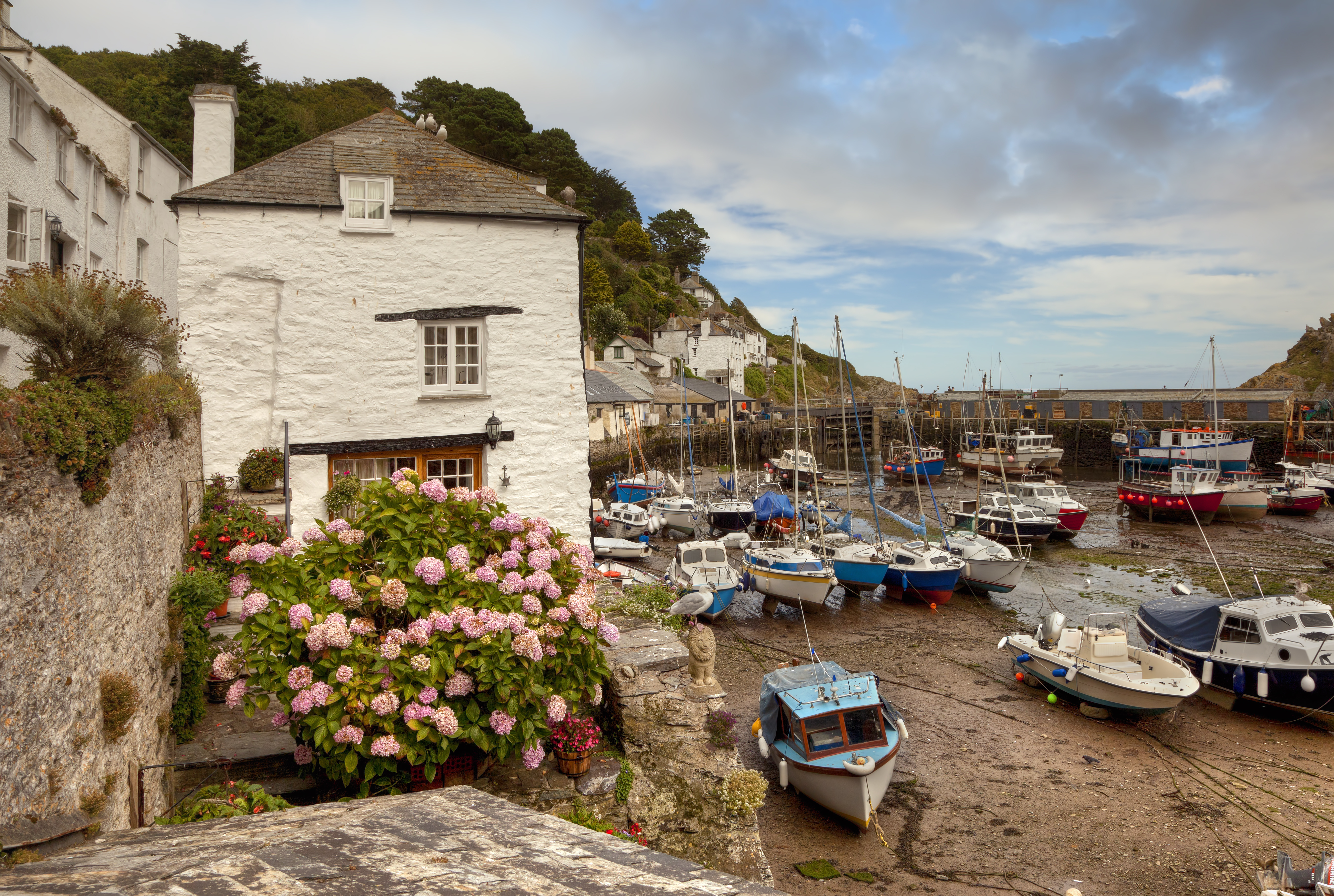 Smuk udsigt over Polperros naturhavn i Cornwall med farverige både og det karakteristiske hvide strandhus med rosenrøde hortensier