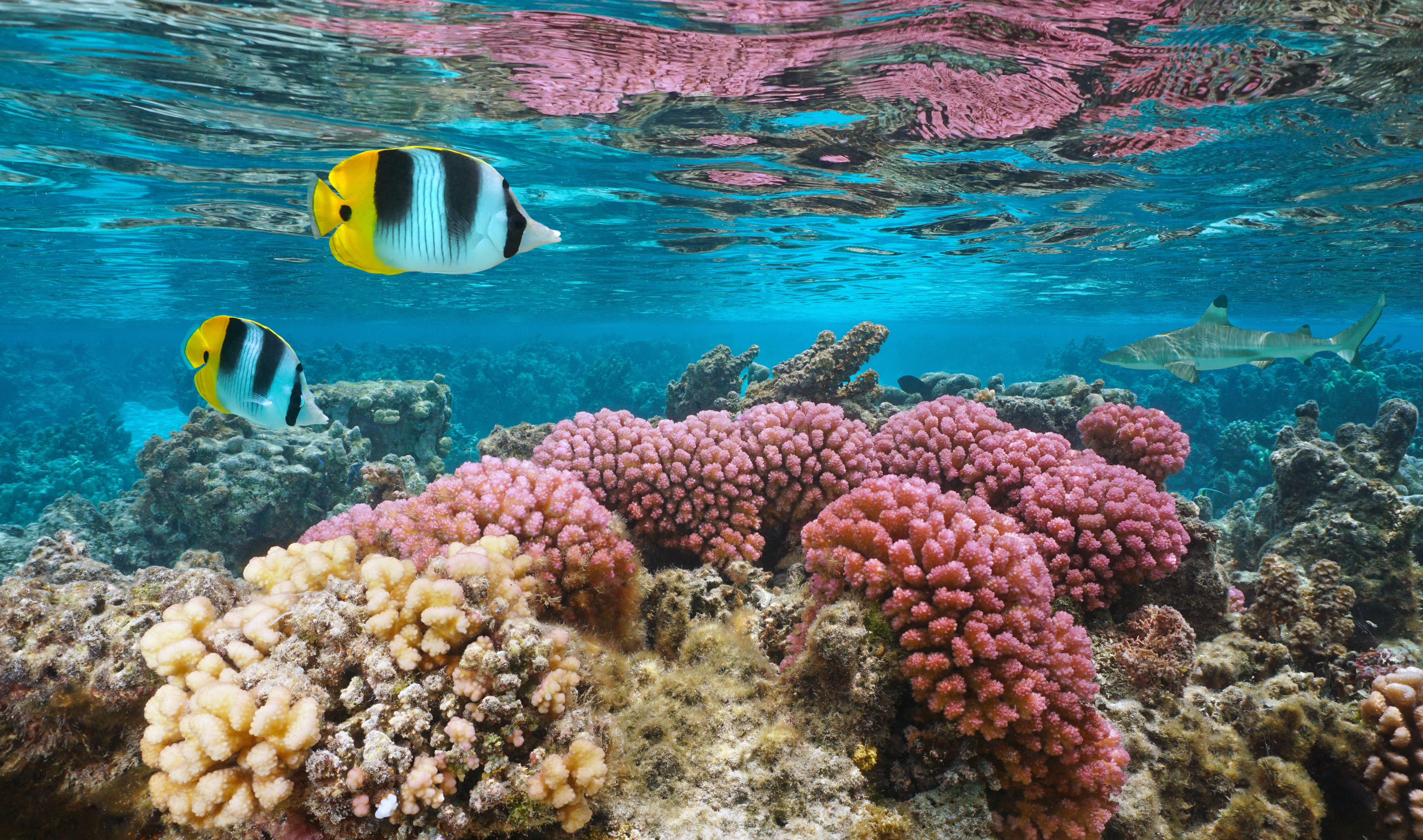 Utrolig koralrev i Fransk Polynesien med pink koraller og eksotisk havliv