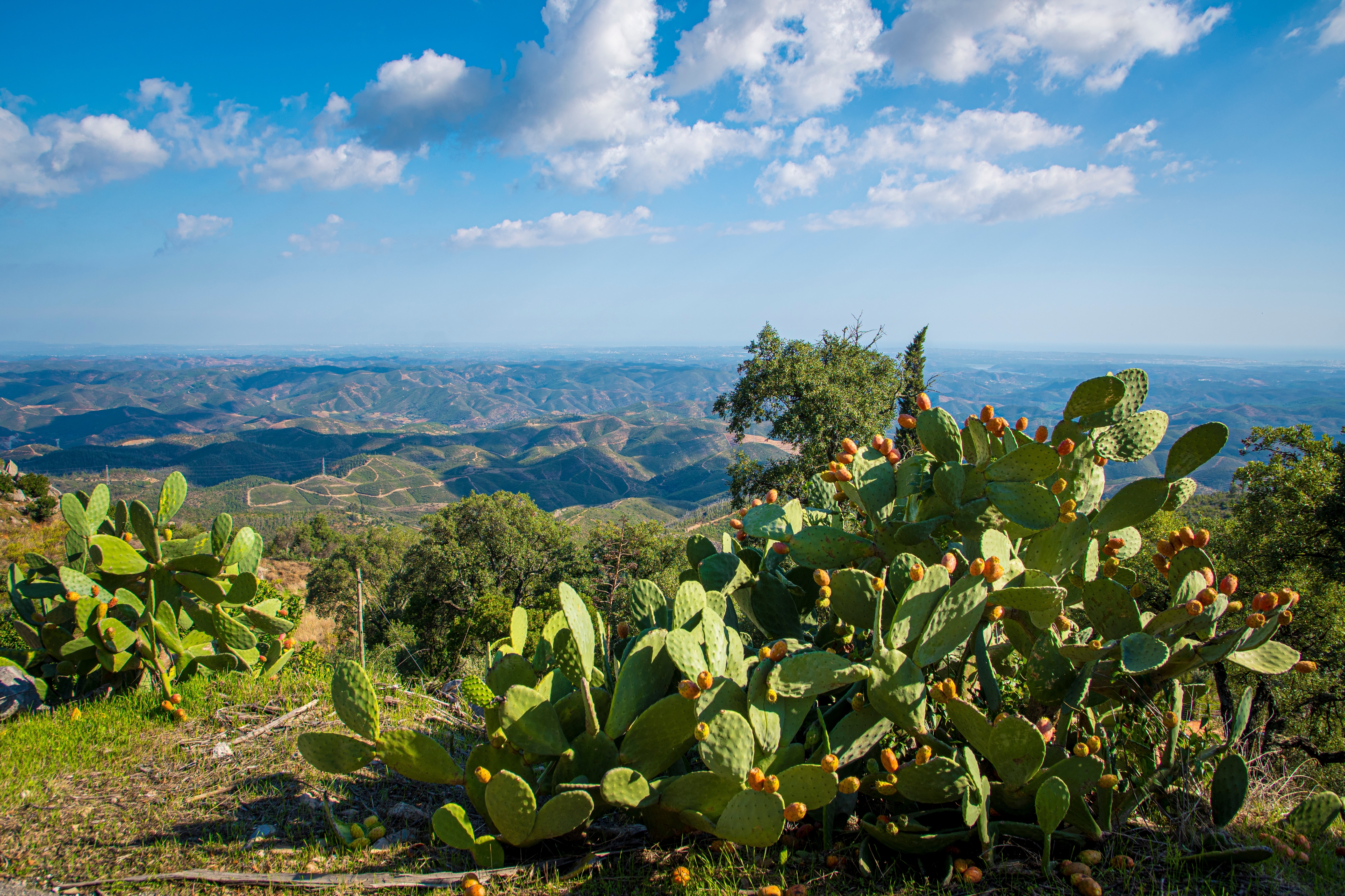 Grønt bjerglandskab med panoramaudsigt i Monchique Portugal