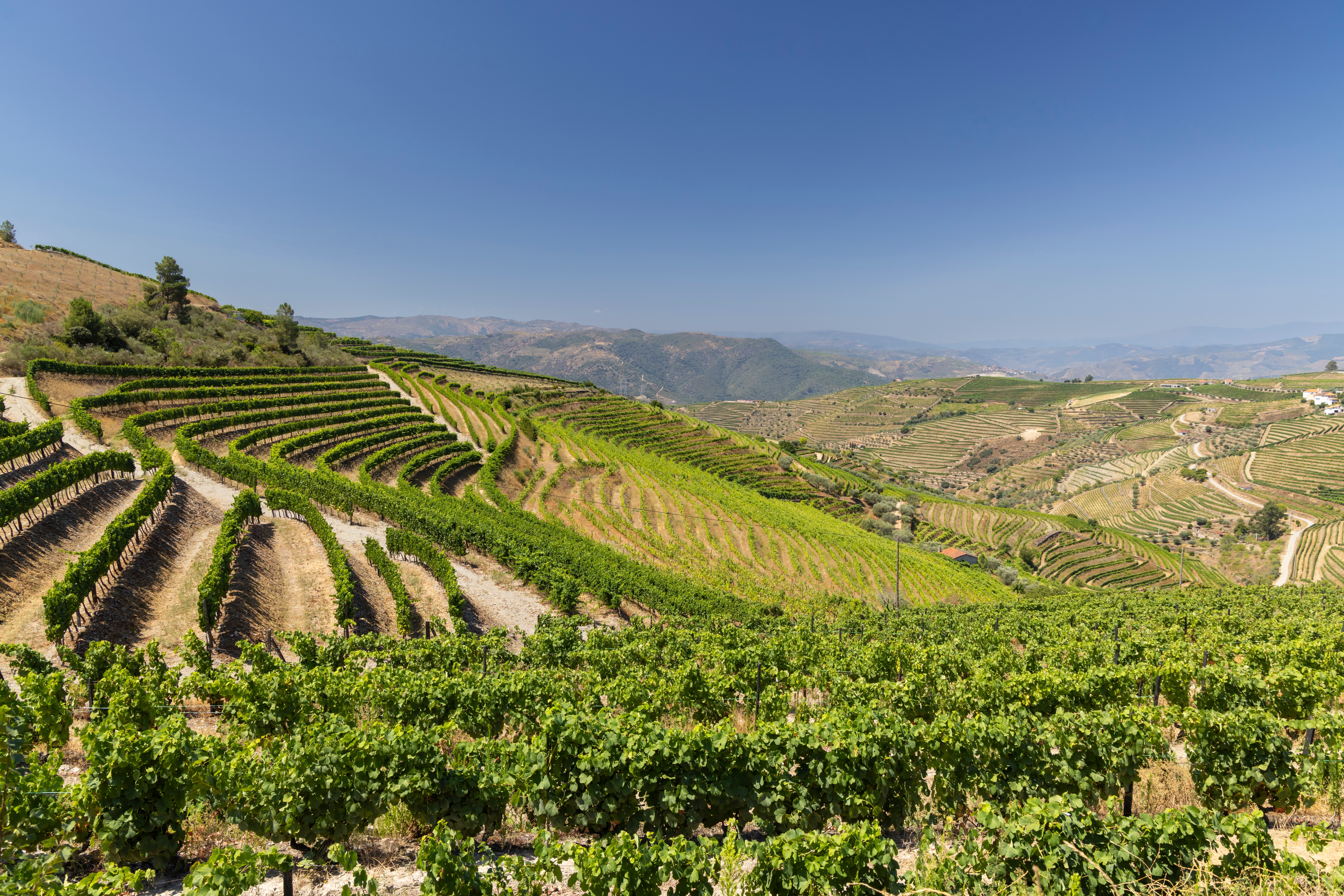 Grønne terrasserede vinmarker i det smukke Douro-dal i Portugal, et populært rejsemål for vinturisme