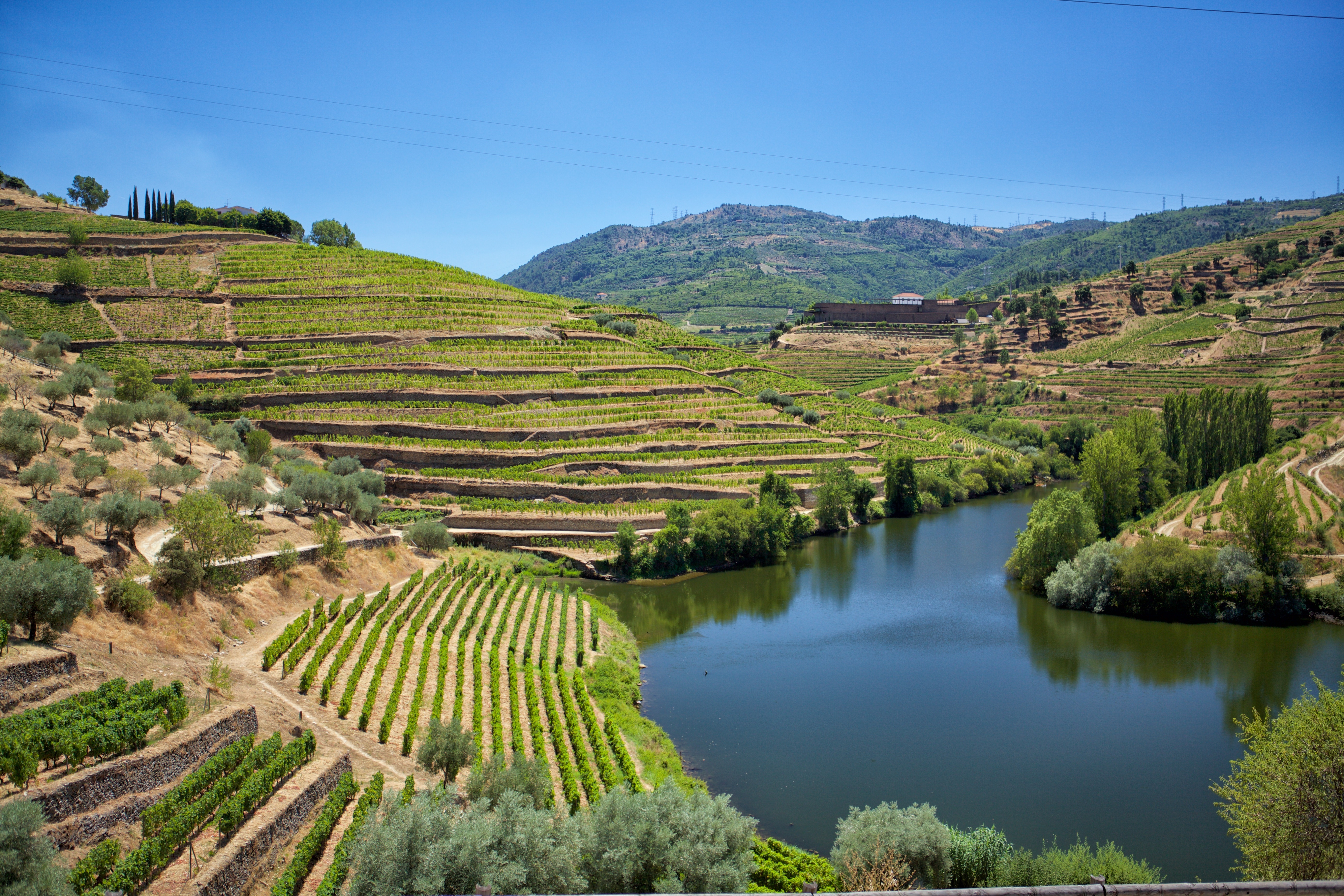 Douro-dalens ikoniske vingårdsterrasser og flodlandskab i Portugal på solskinsdag