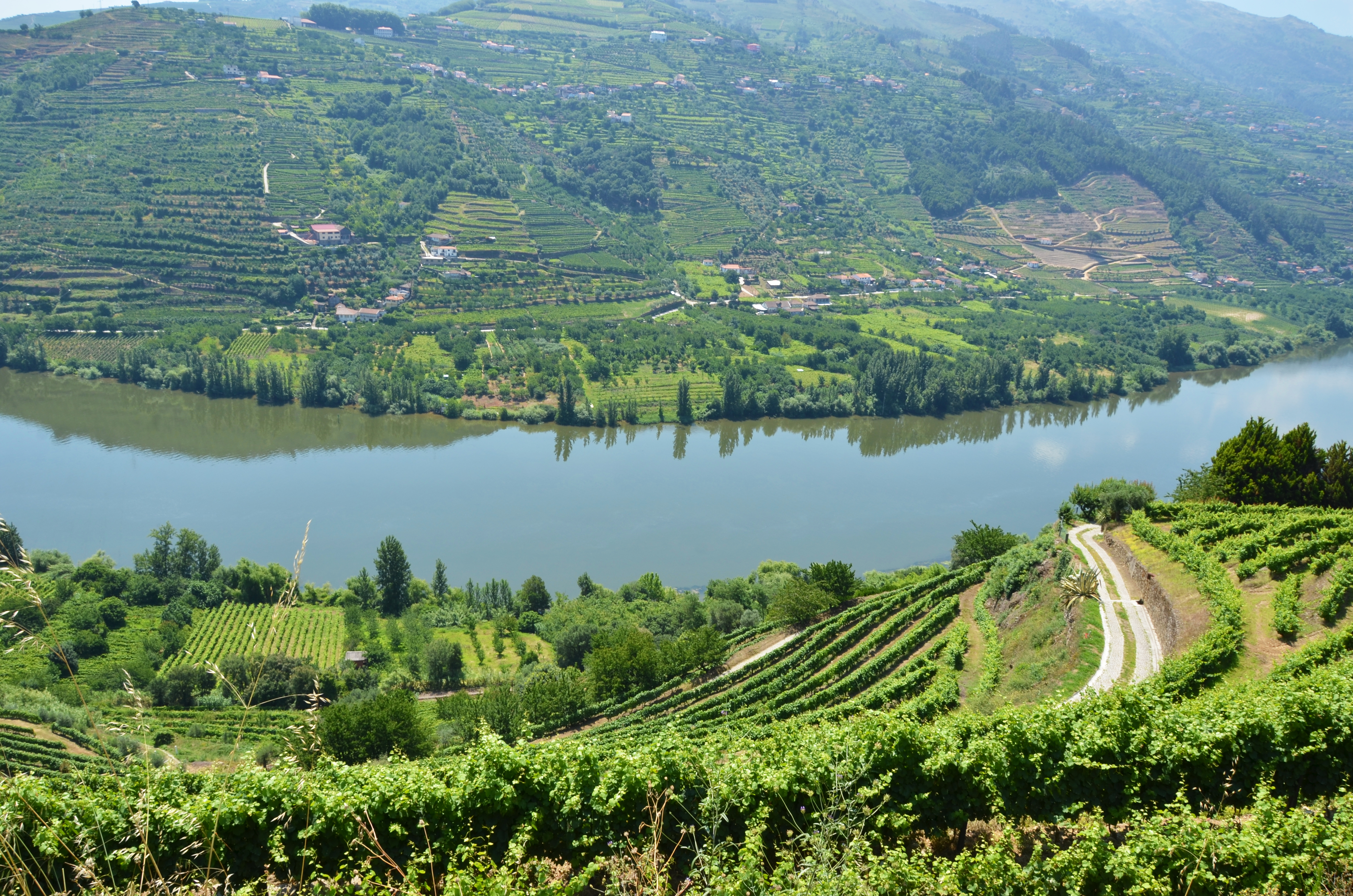 Storslået udsigt over Douro-dalen i Portugal med terrasser af vingårde langs den brede flod og frodige grønne bjerge