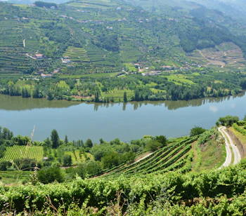Storslået udsigt over Douro-dalen i Portugal med terrasser af vingårde langs den brede flod og frodige grønne bjerge
