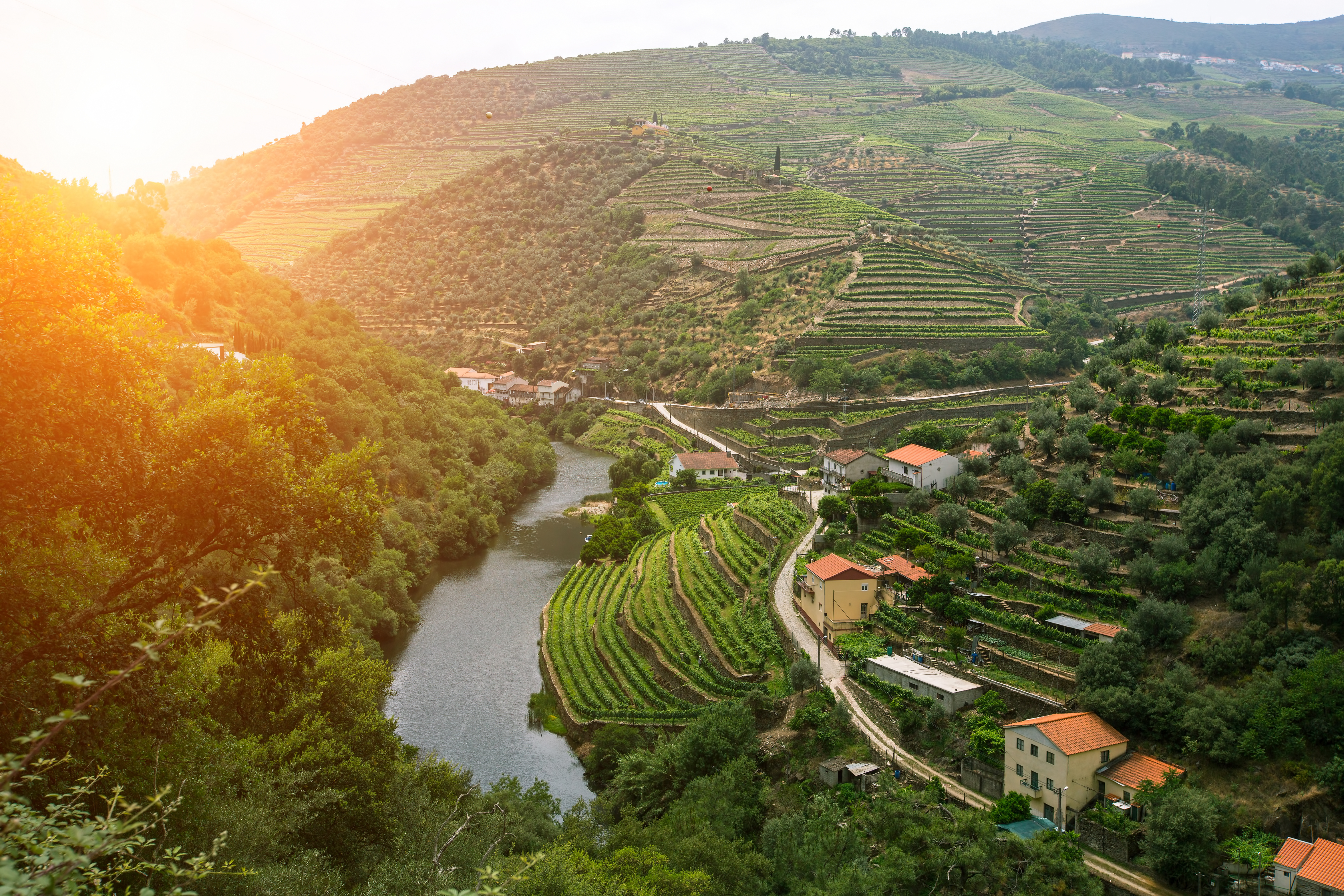 Spektakulære vingårdsterrasser i Douro Valley med traditionelle portugisiske quintas