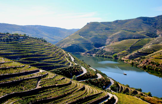 Maleriske vingårdsterrasser ved Douro-floden i Portugal