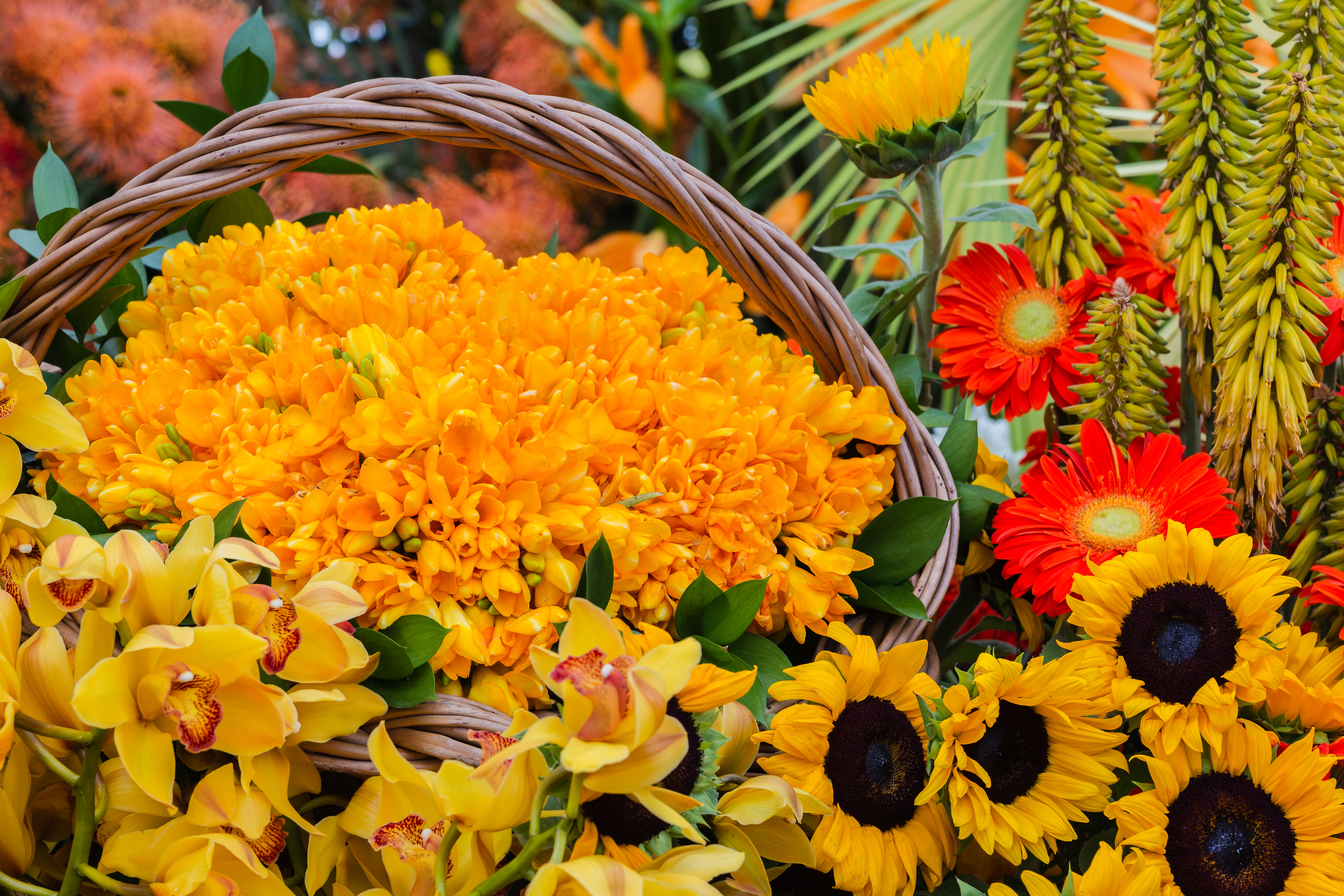 Betagende blomsterkunst med levende farver af gerbera, solsikker og delikate orkidéer fra den spektakulære blomsterfestival på Madeira