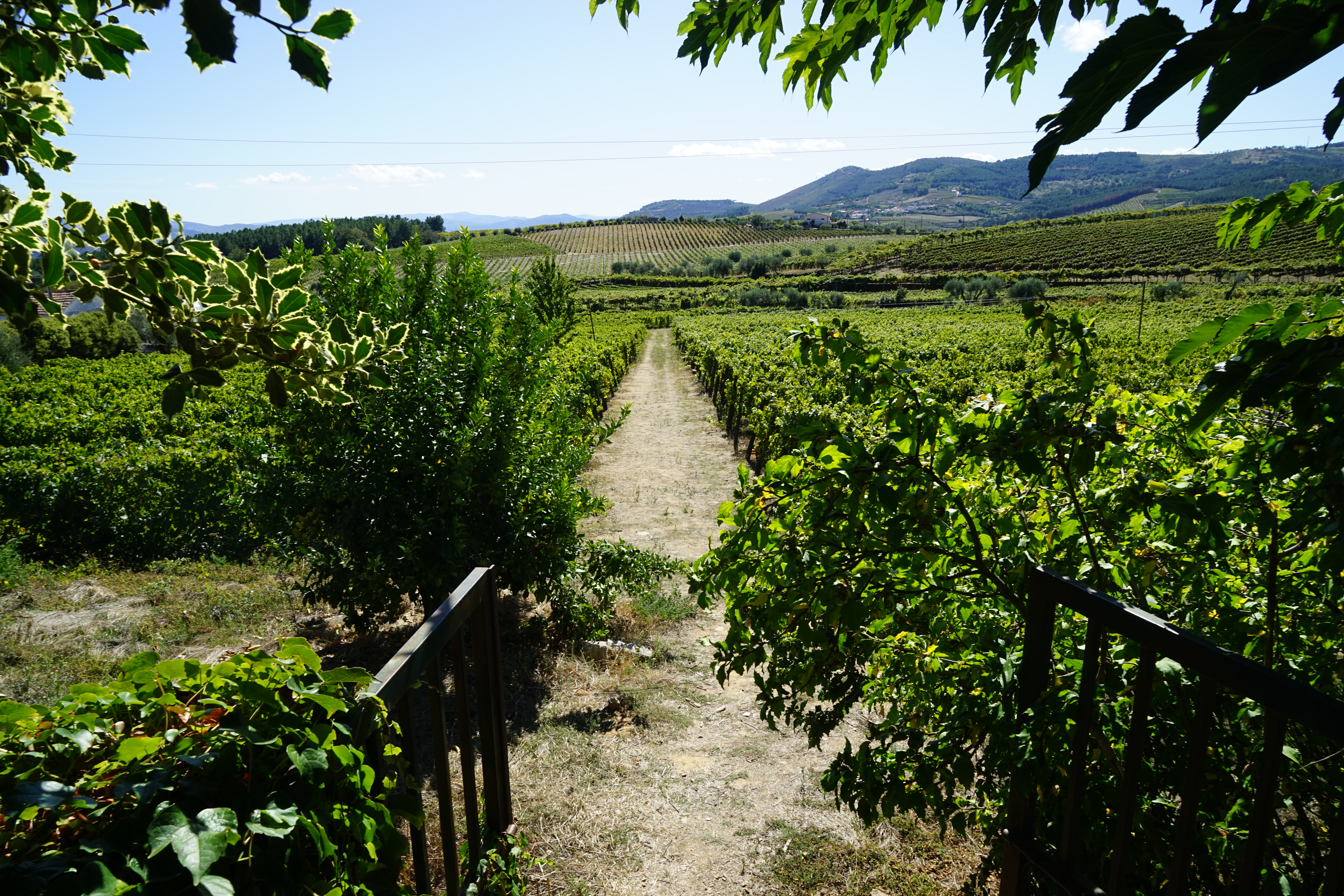 Grønne vinmarker og vingaarde i det smukke landskab i Douro, Portugal