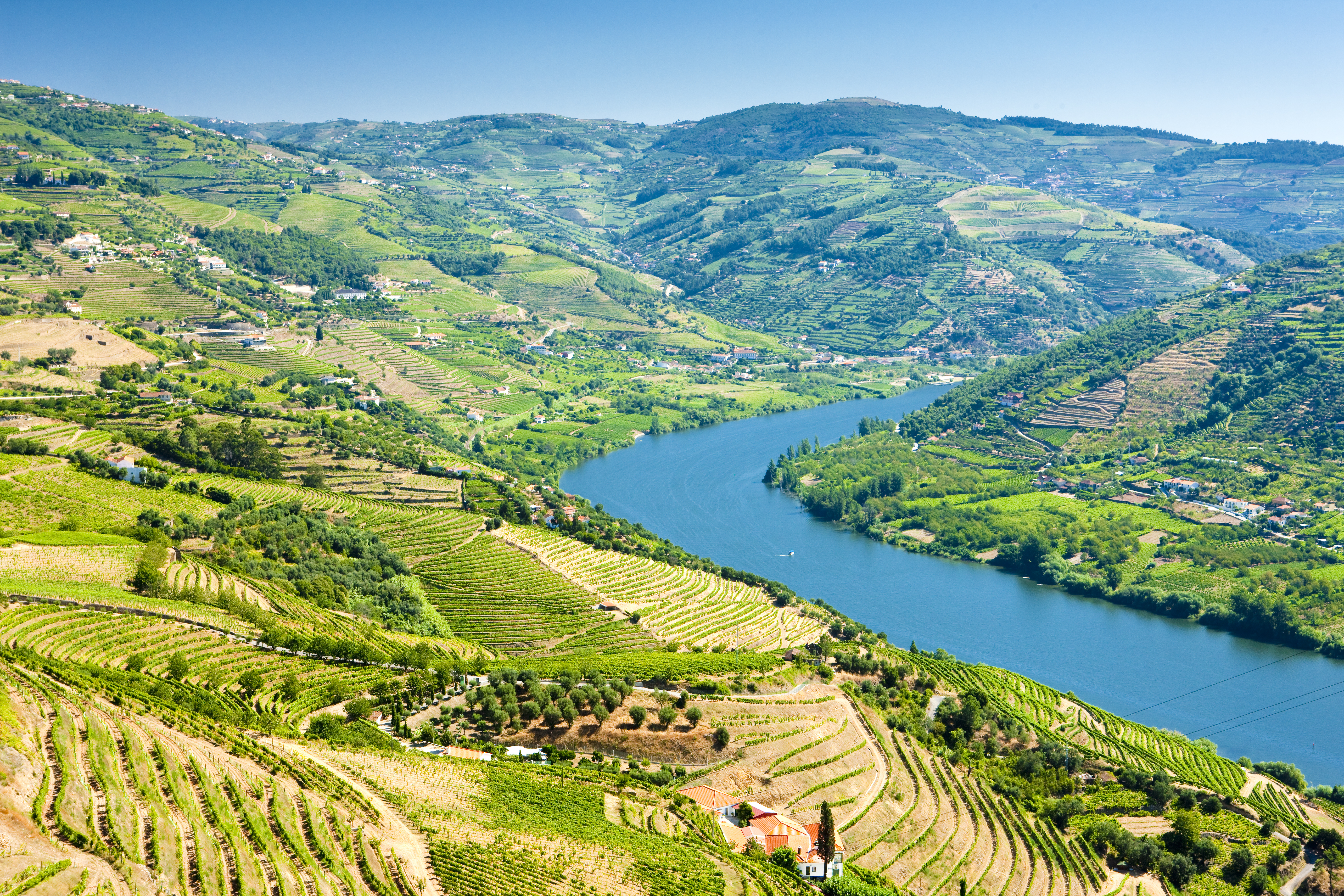Storslåede terrasserede vinmarker i Douro-dalen, Portugal med frodige grønne bakker og traditionel vinkultur