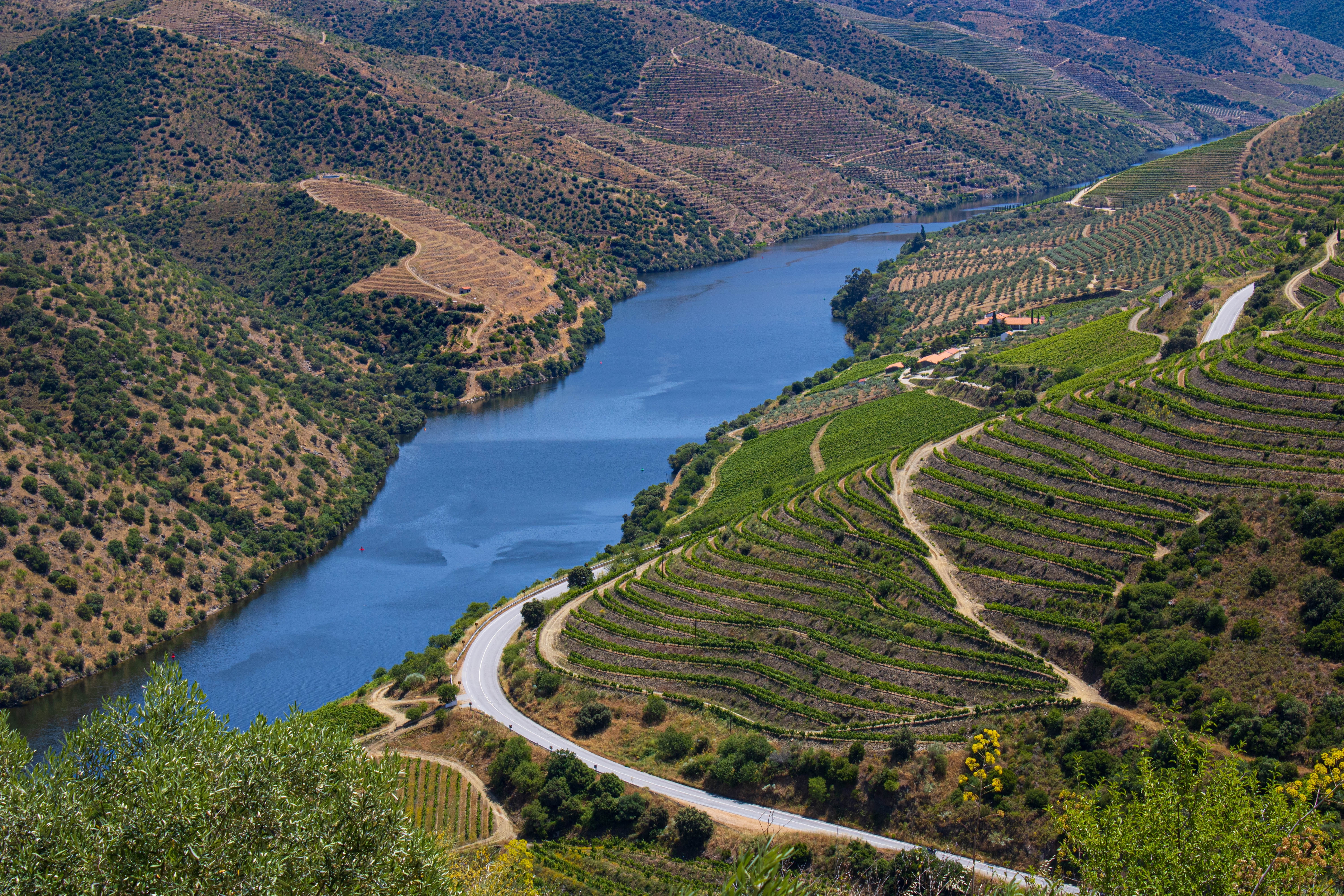 Traditionelle vingårde på stejle skråninger ved Douro-floden i Portugal