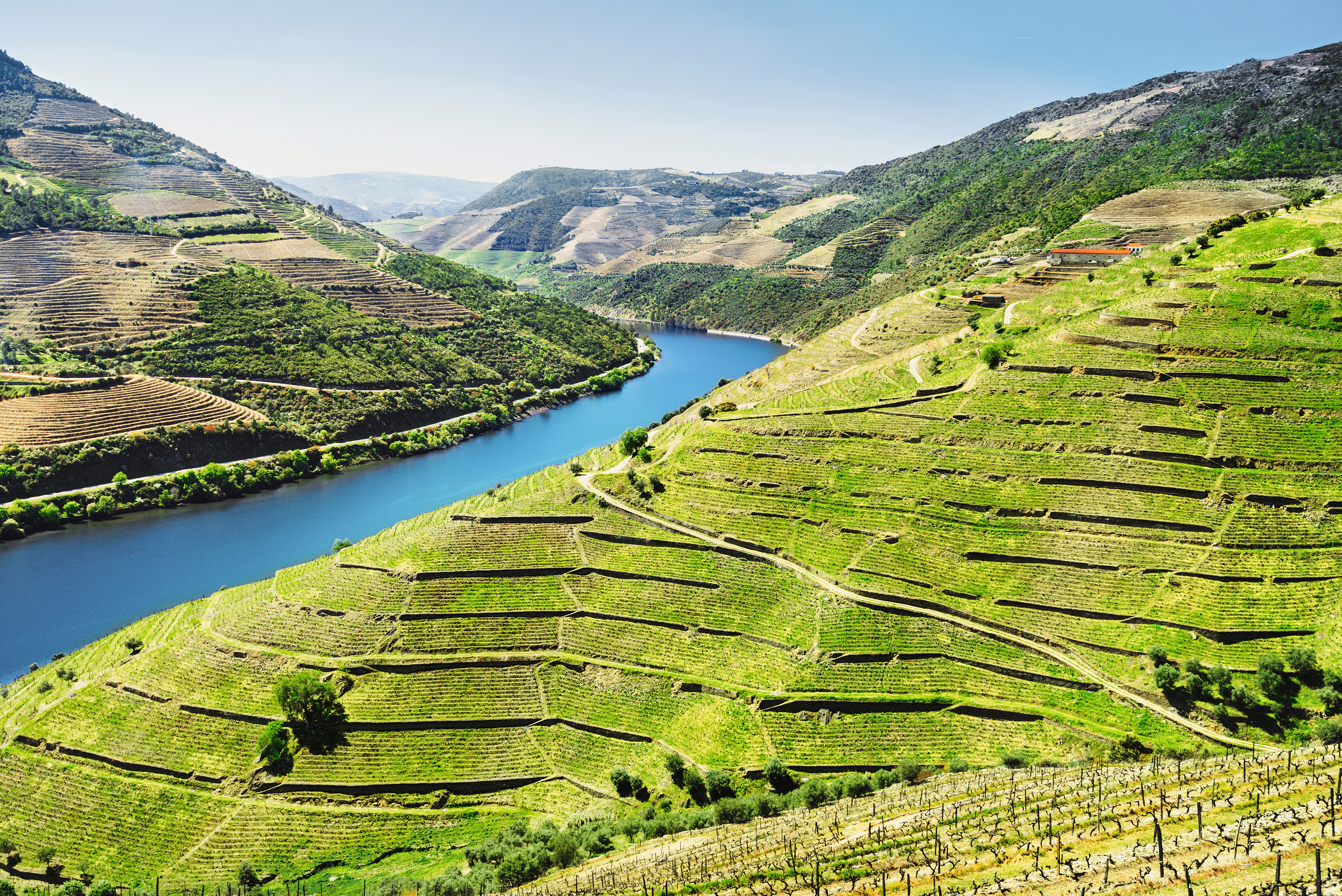 Storslået udsigt over Douro-dalens UNESCO-beskyttede vinområde nær Pinhão med terrasserede vinmarker og grønne bakker i Nordportugal