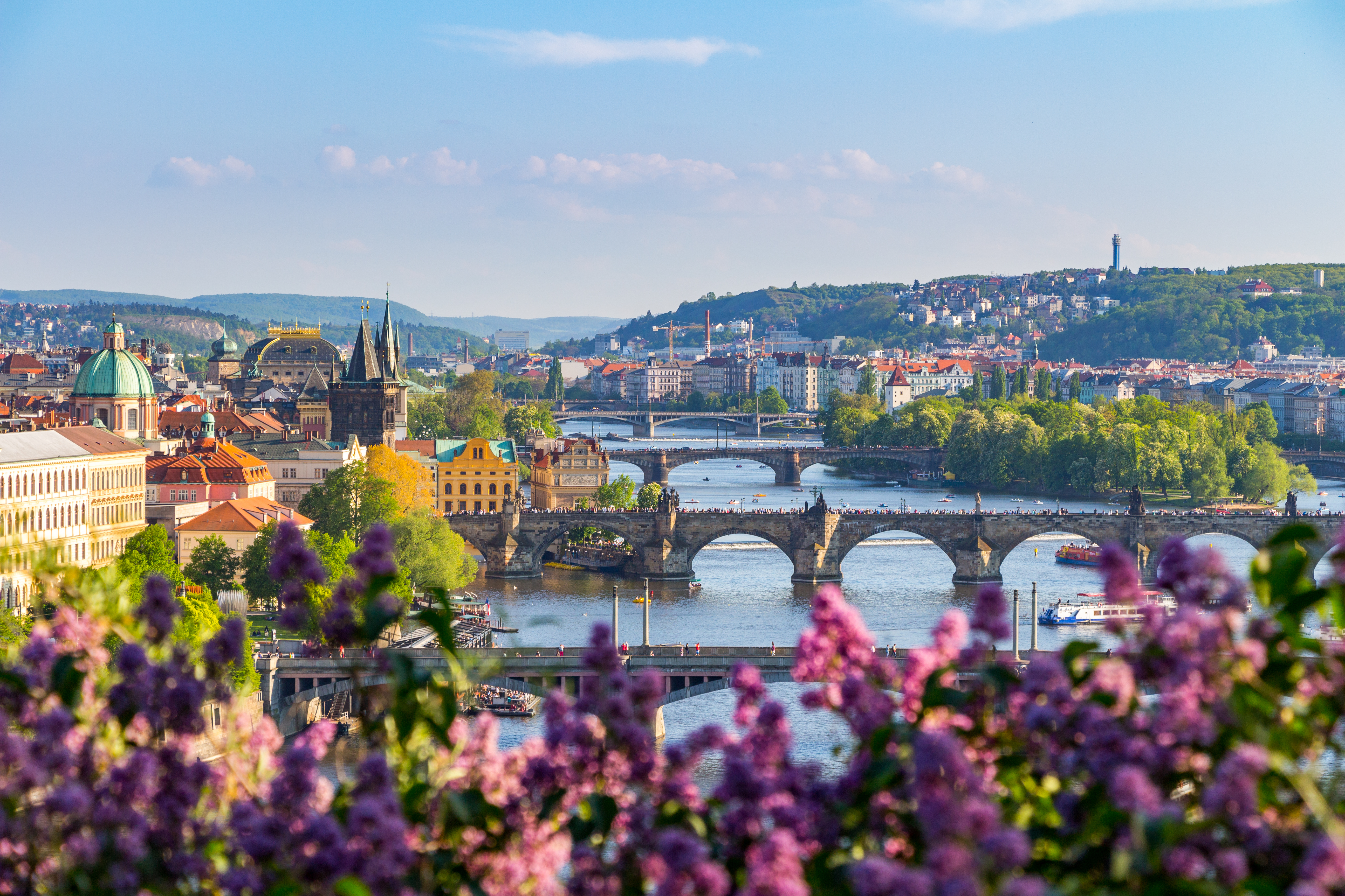 Prags UNESCO kulturarv med Karlsbroen og Vltava-floden indrammede af smukke lilla forårsblomster